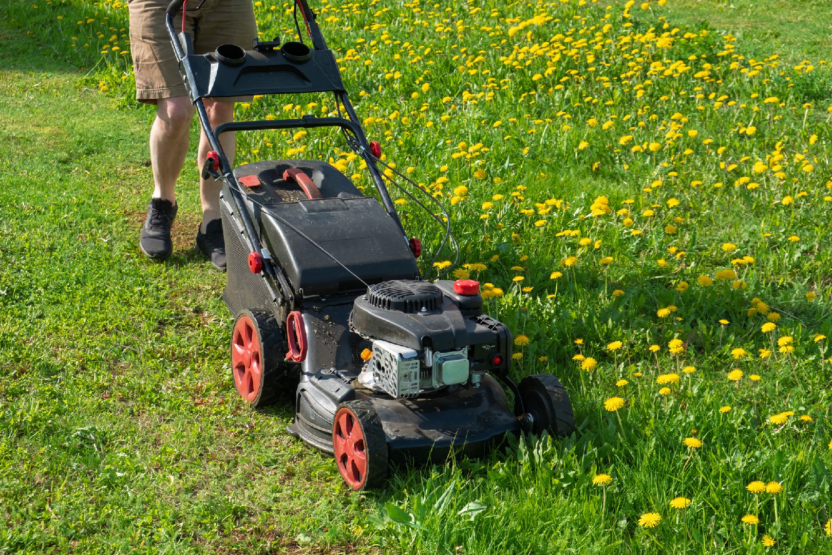 Guidelines for Lawn CareCoolSeason Maintenance
