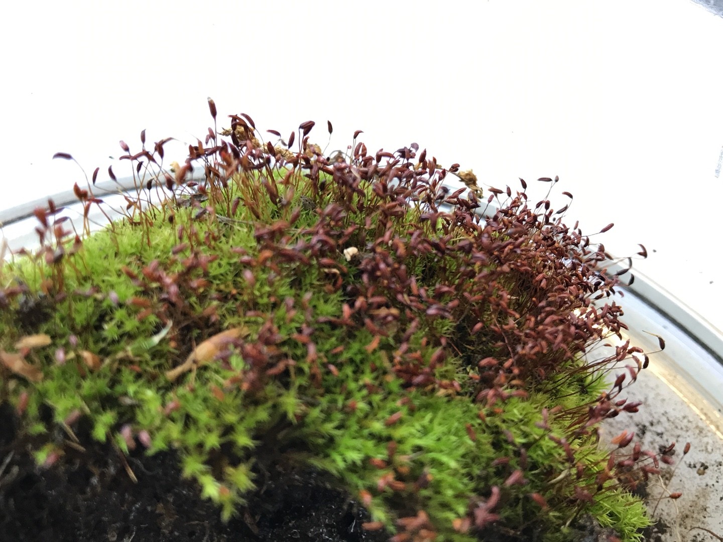 지붕빨간이끼 (Ceratodon purpureus) - PictureThis