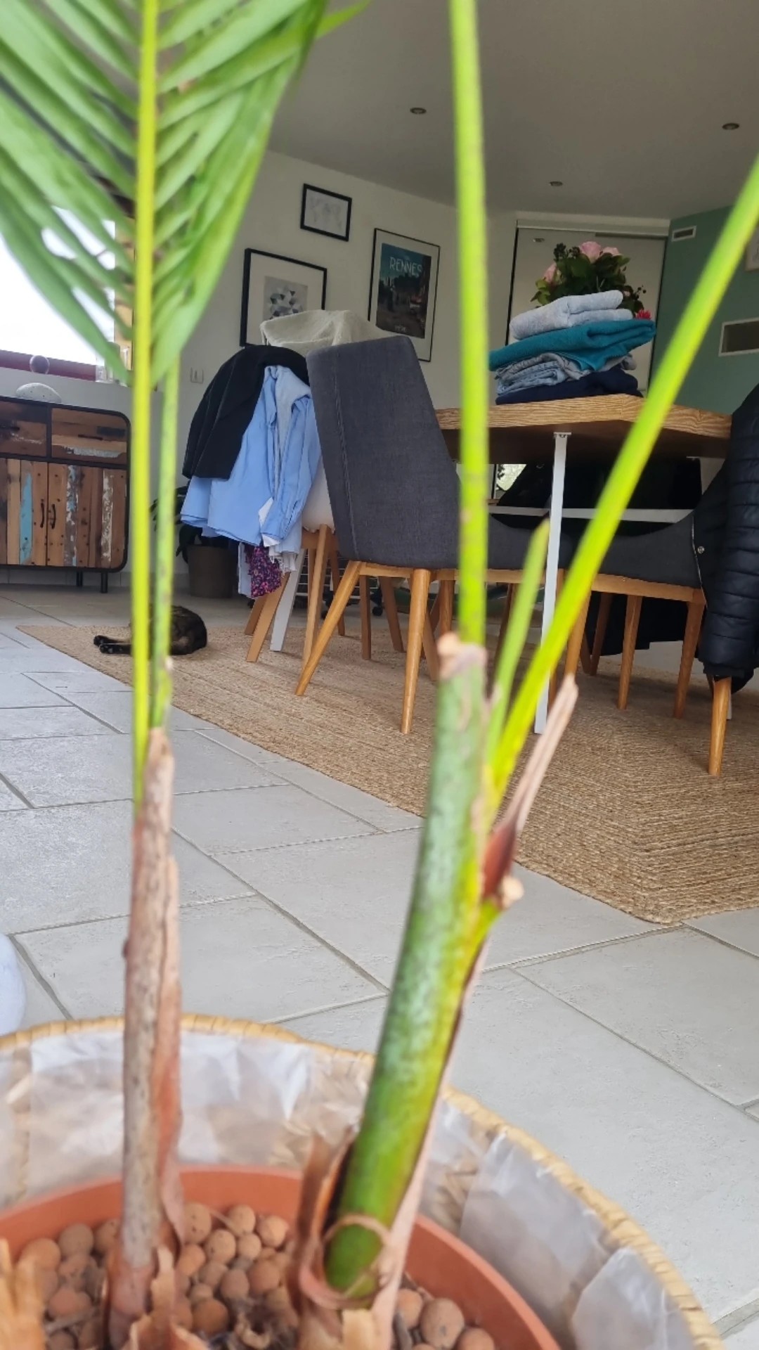Wie behandelt man die Krankheit Schildlaus bei Goldfruchtpalme?