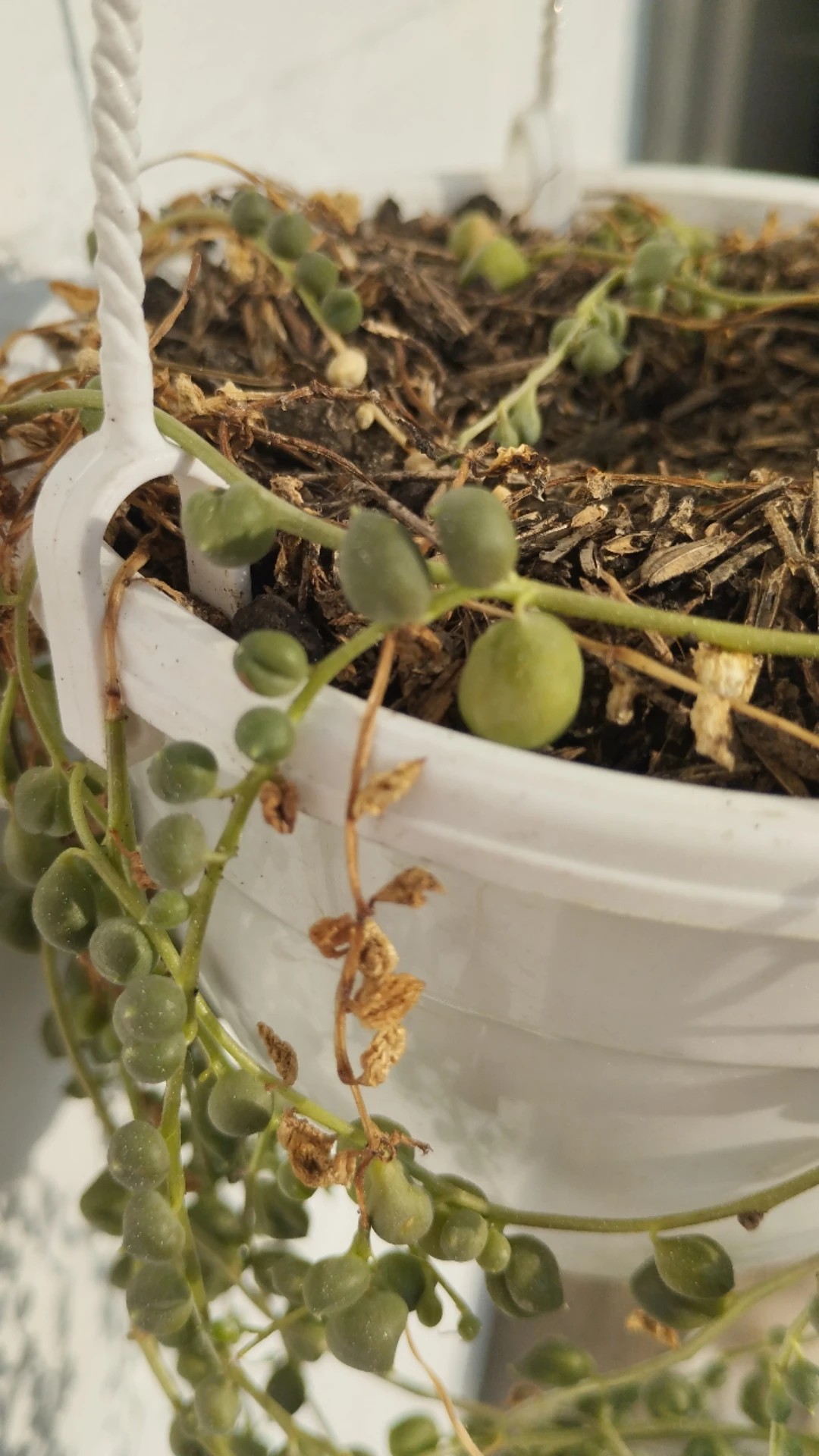 How to Treat Wilting Disease on String of pearls?