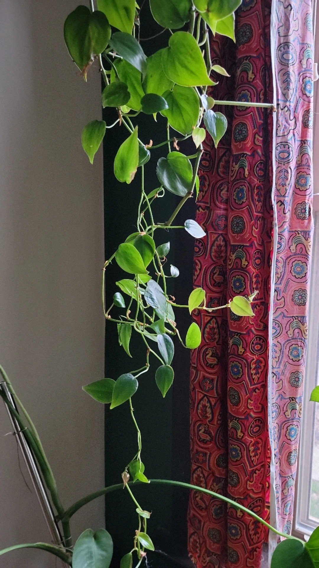 How to Treat Brown blotch Disease on Heartleaf philodendron?