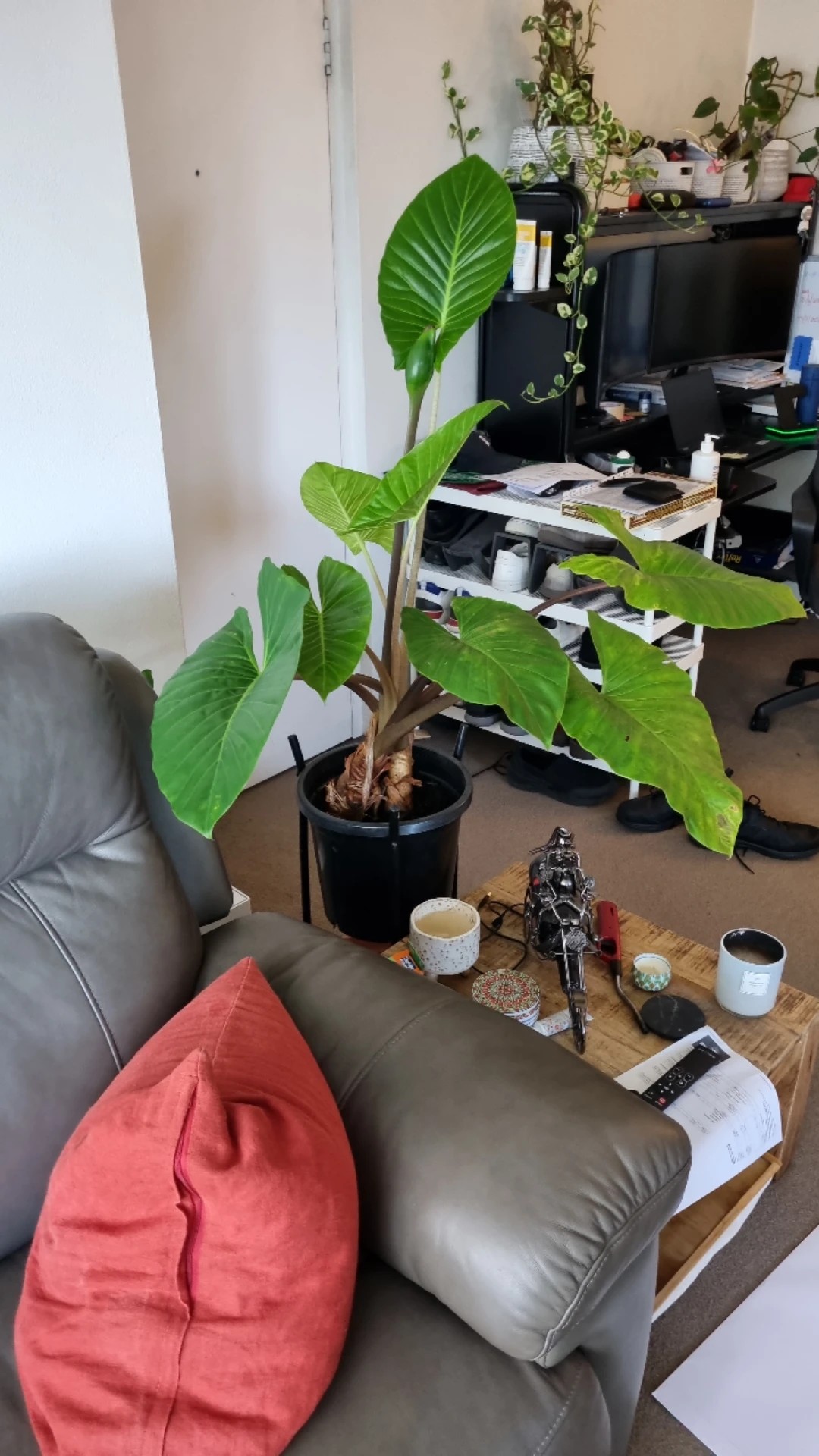How to Treat Brown blotch yellow edge Disease on Arrowleaf elephant's ear?