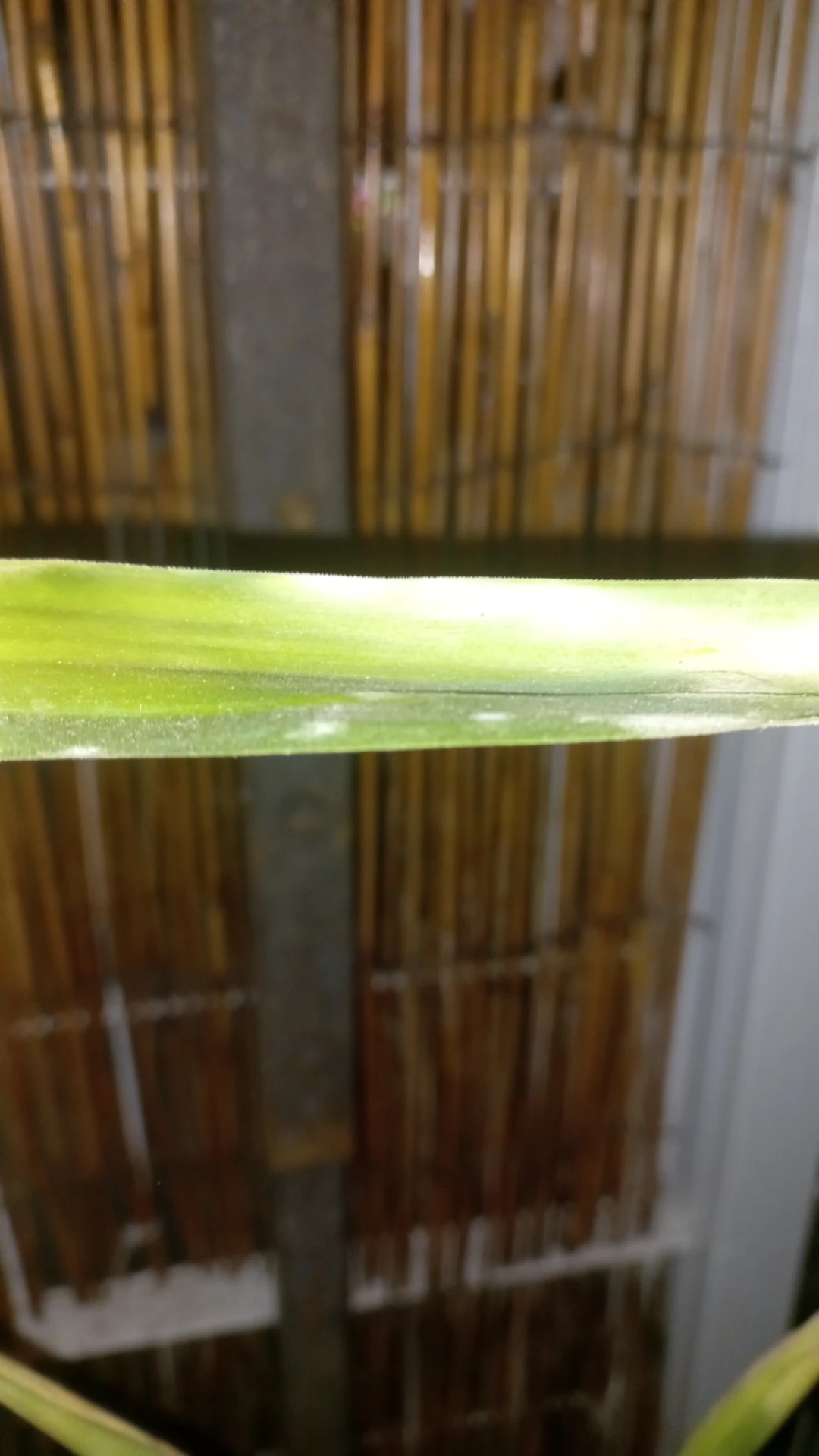 parlor palm Parlor Palm - House Plants Delivery Toronto main image 0
