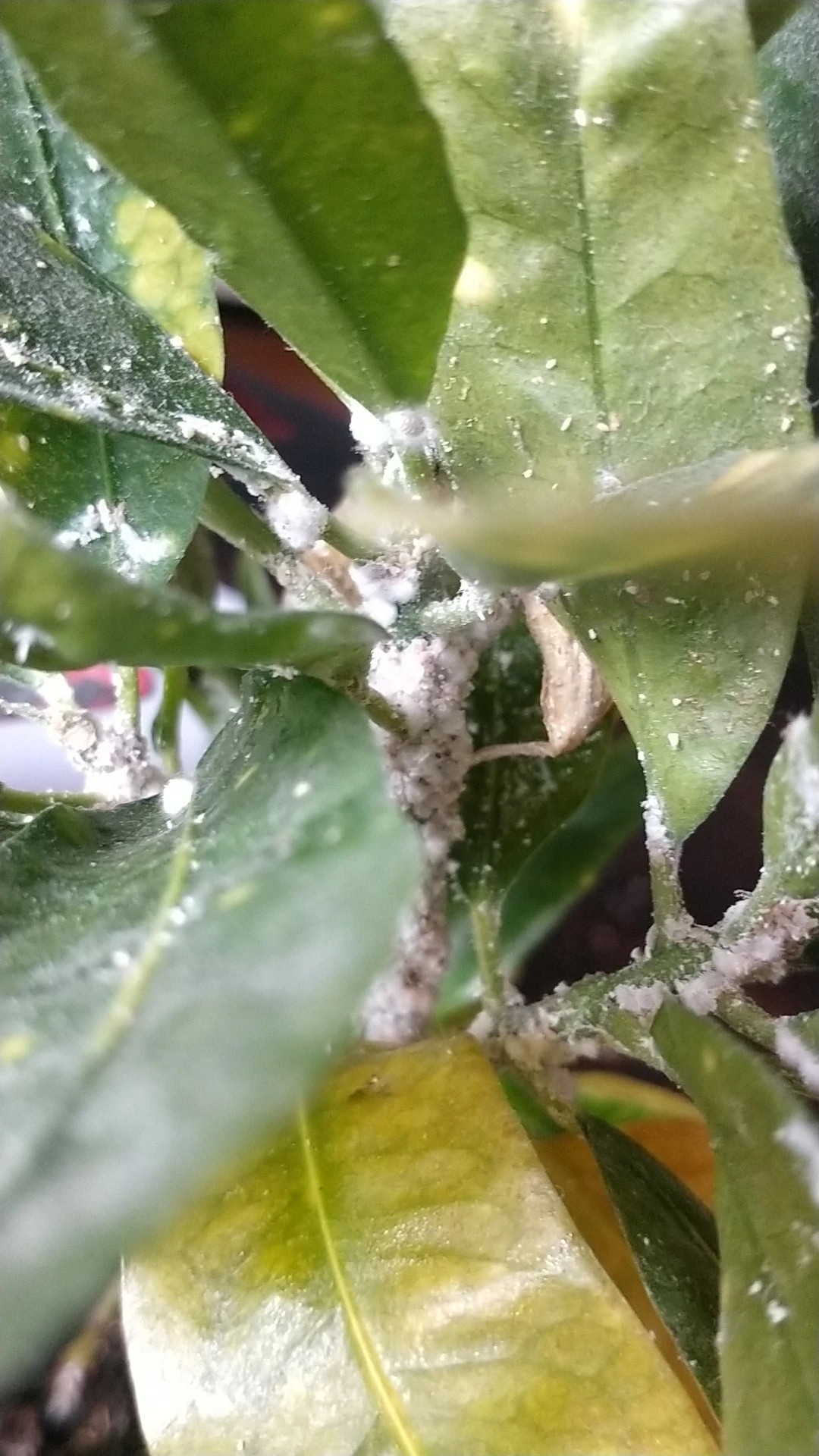 How to Treat Mealybugs Disease on Garden croton?