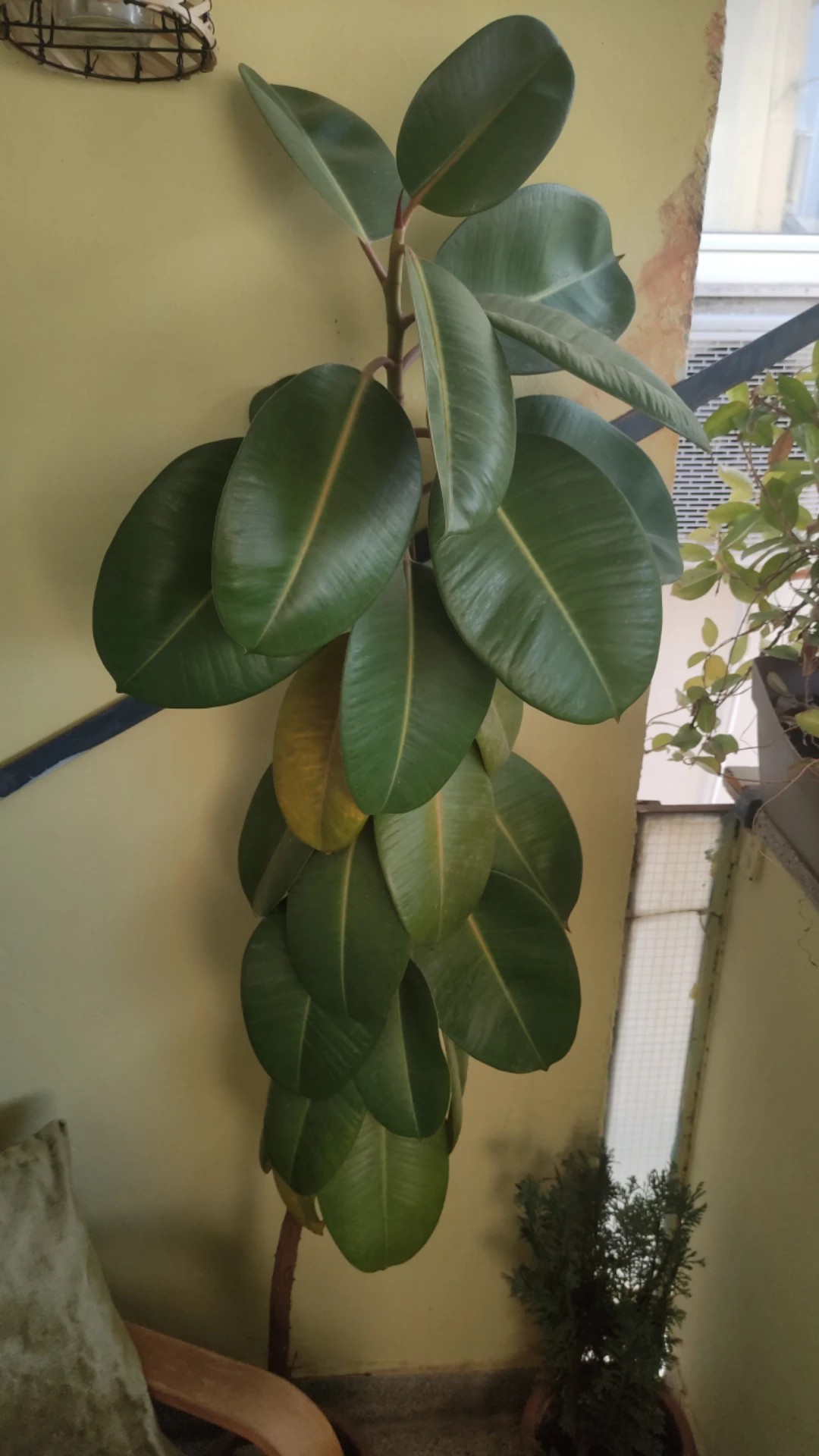 How to Treat Wilting Disease on Rubber tree?