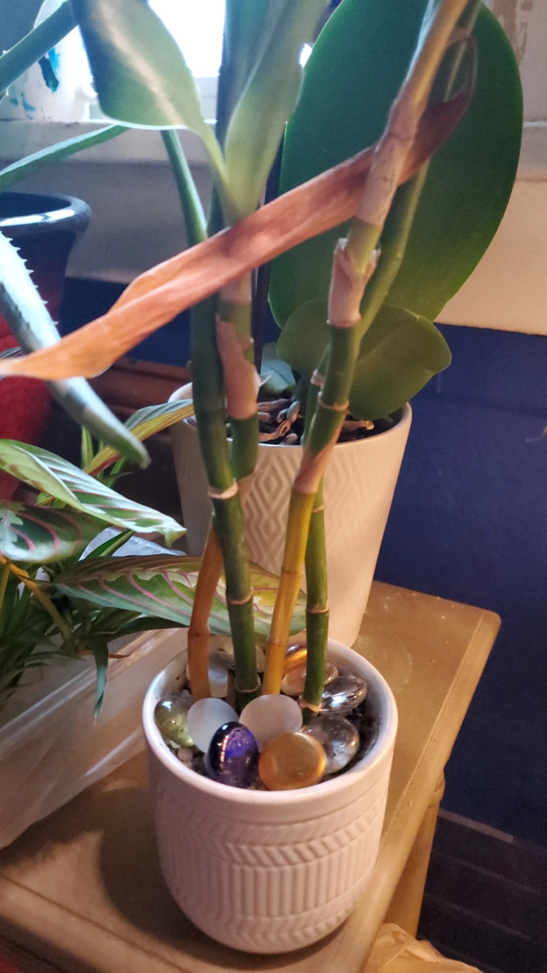 How to Treat Leaf blight Disease on Lucky bamboo?