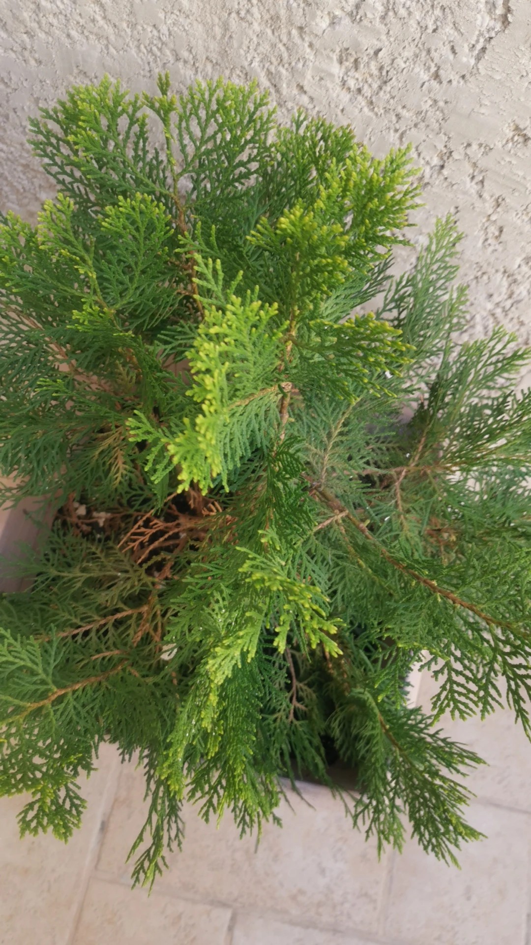 How to Treat Dieback Disease on Oriental arborvitae?