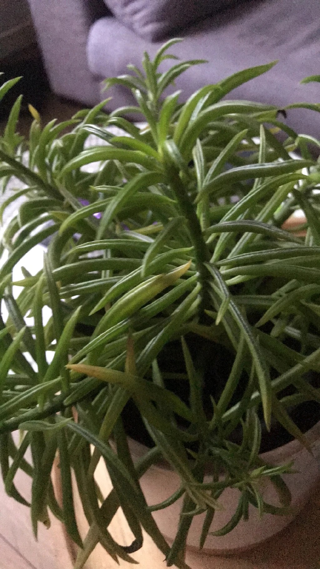 How To Treat Leaf Rot Disease On Pincushion Peperomia how-to-treat-leaf-rot-disease-on-pincushion-peperomia