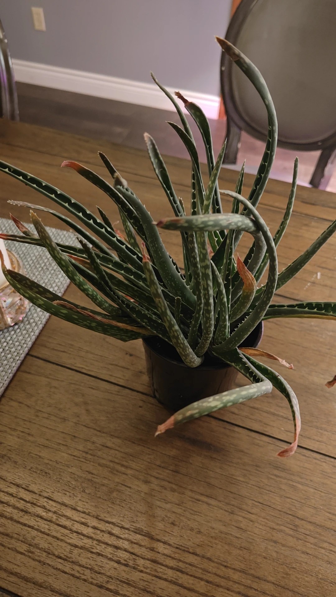 Wie behandelt man die Krankheit Braune Flecken bei Echte Aloe?