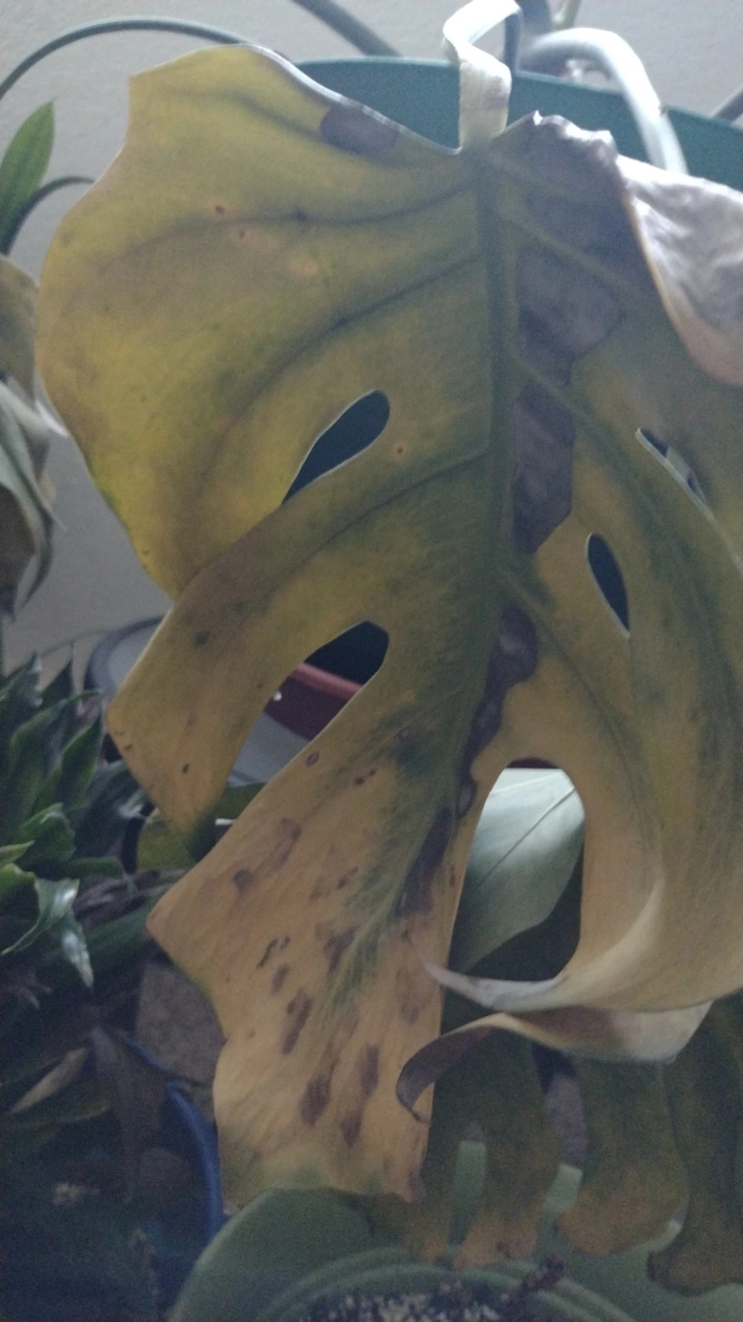 monstera borsigiana mint Monstera borsigiana mint variegated main image 0