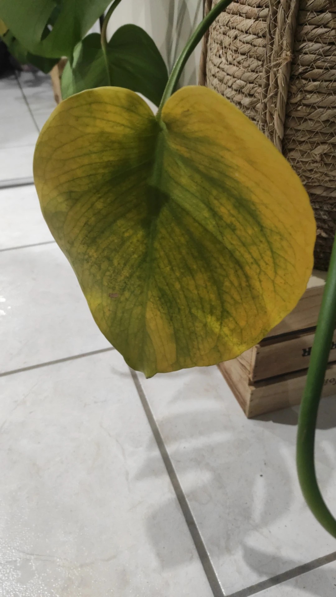 Come trattare la malattia Macchie marroni su Monstera?