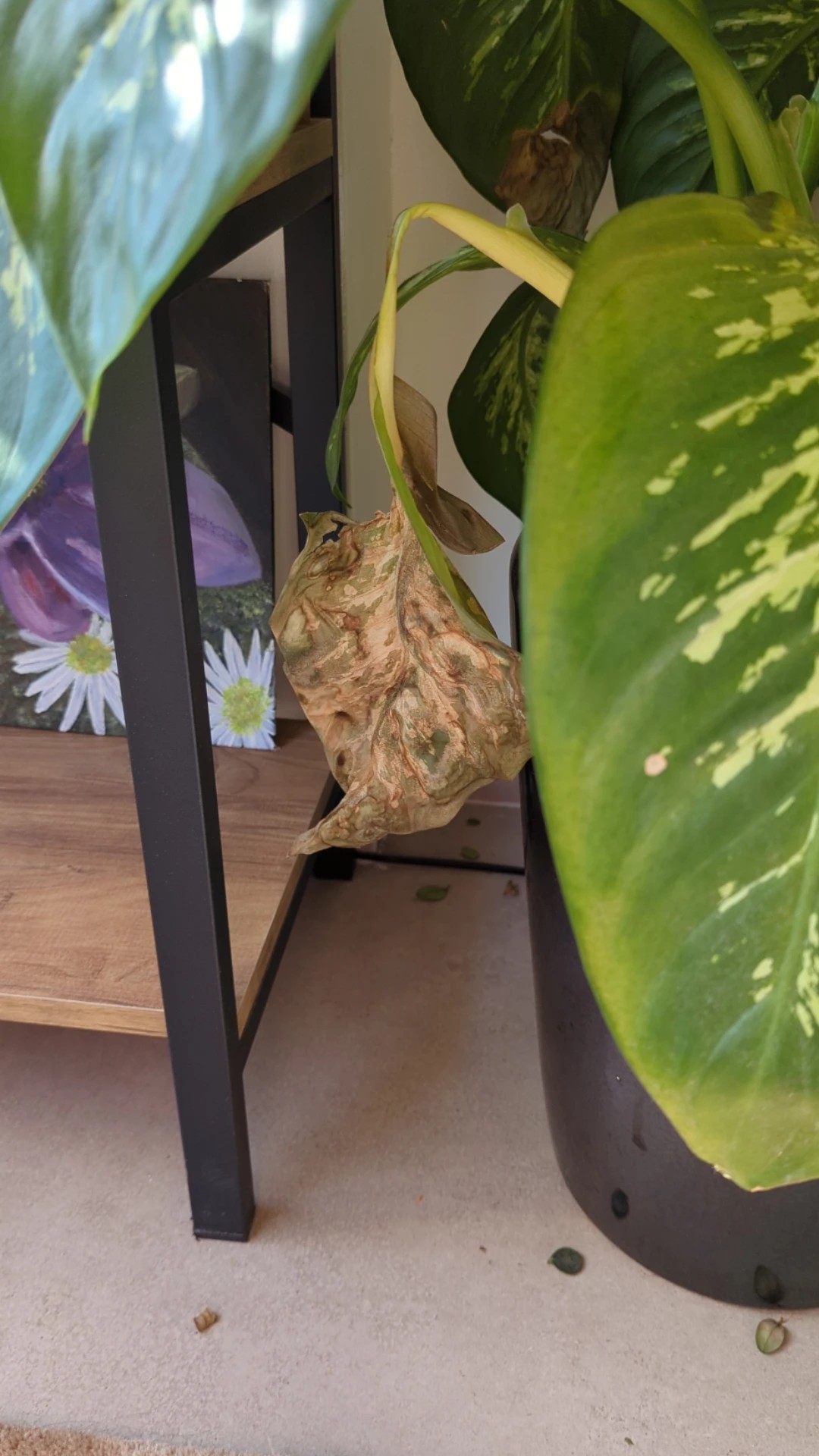 How to Treat Leaf rot Disease on Dieffenbachia?