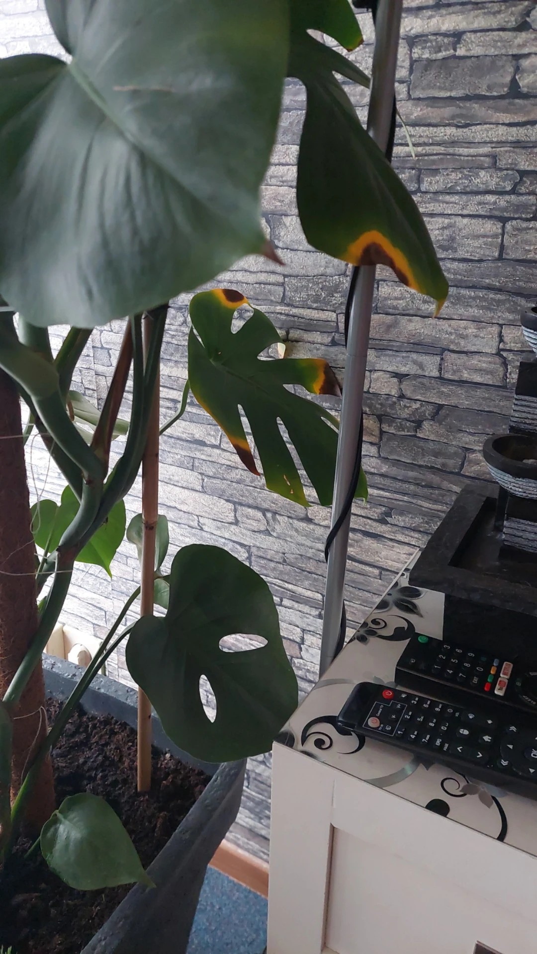 Come trattare la malattia Macchie marroni su Monstera?