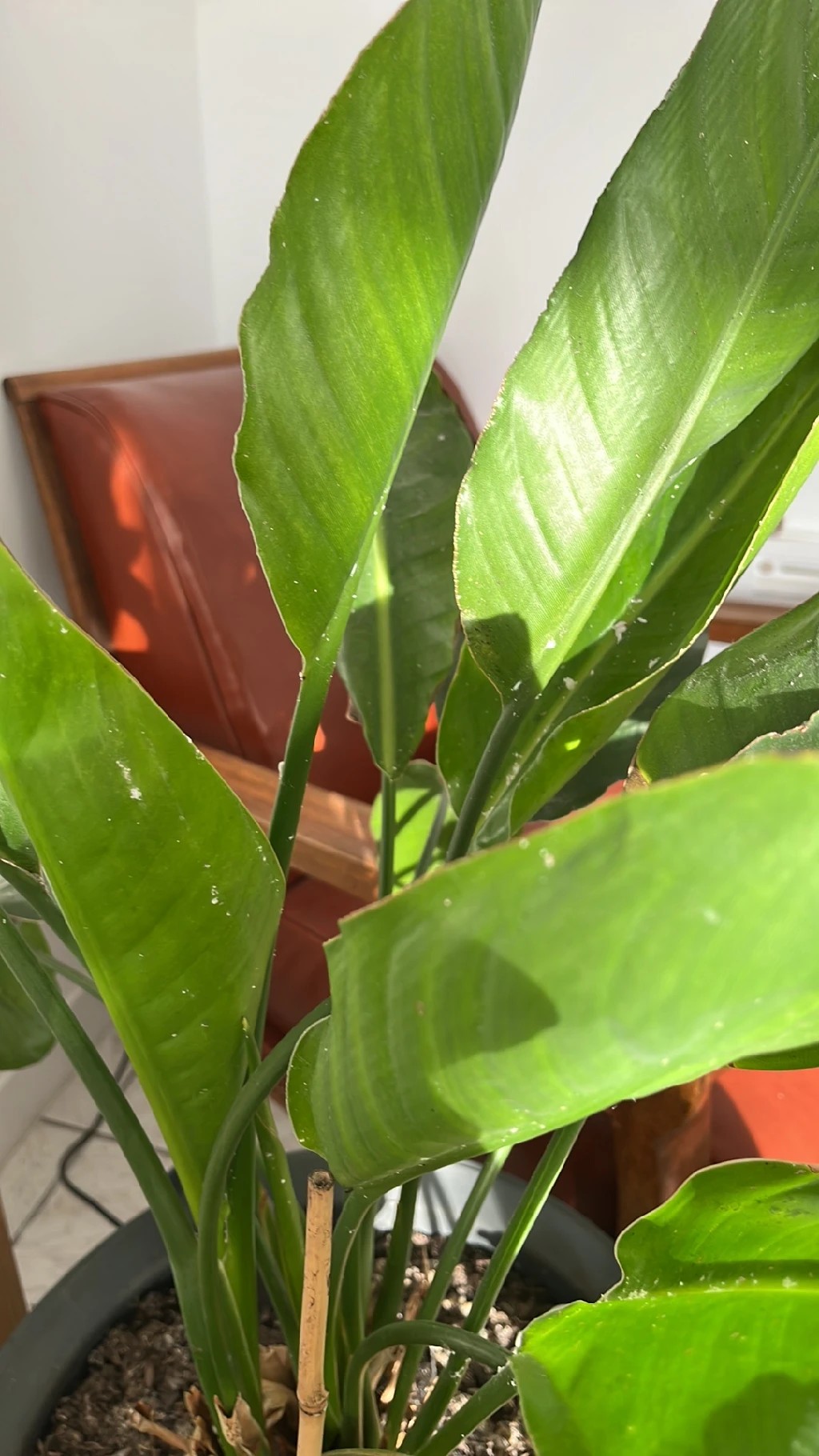 How to Treat Leaf curling Disease on Bird of paradise?