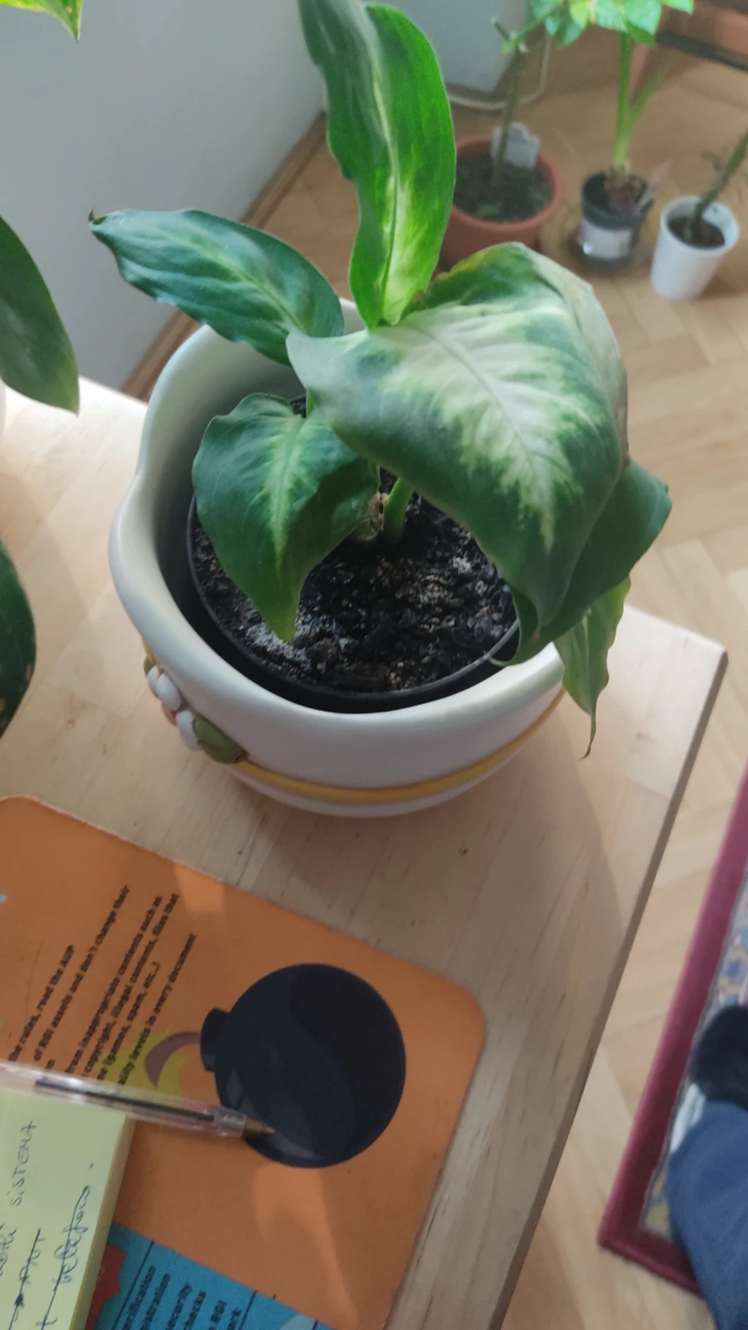 ficus tree indoor plant Ficus Tree – Exotica main image 1