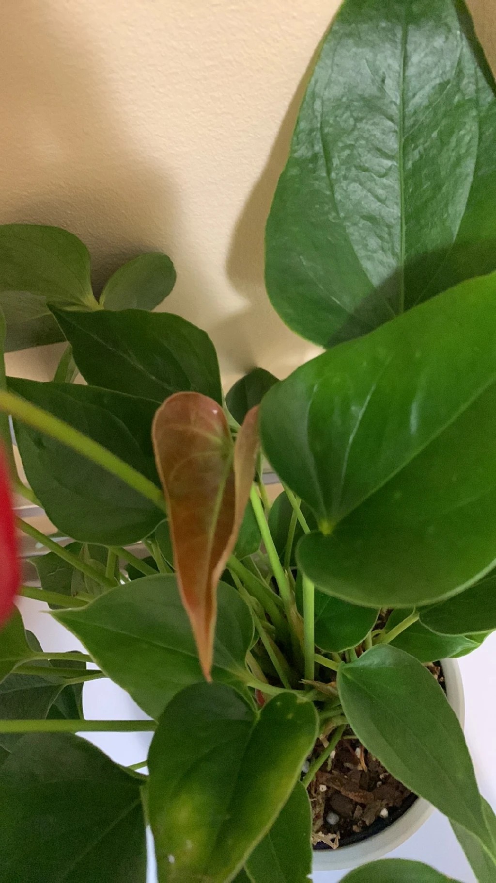 How to Treat Soil fungus Disease on Flamingo flower?