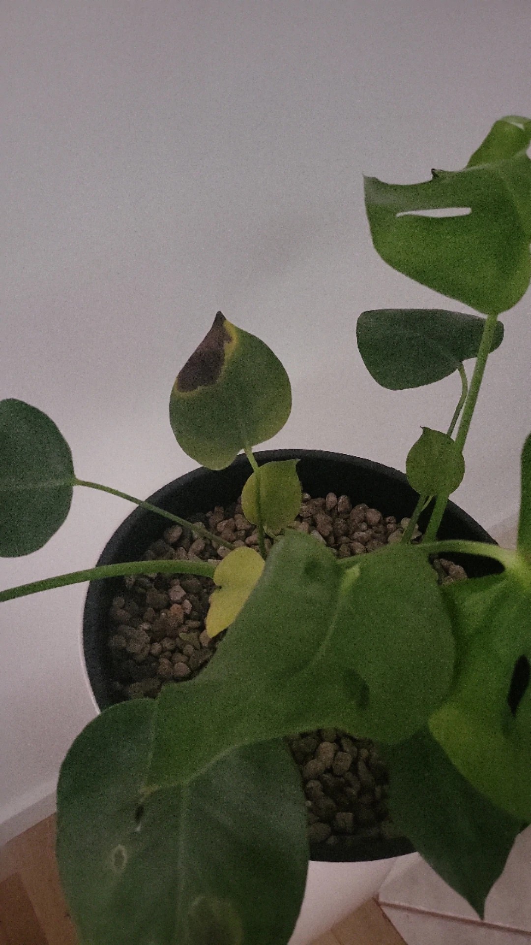 plant callisia Callisia Repens Gold | Miniature Trailing Houseplant main image 0