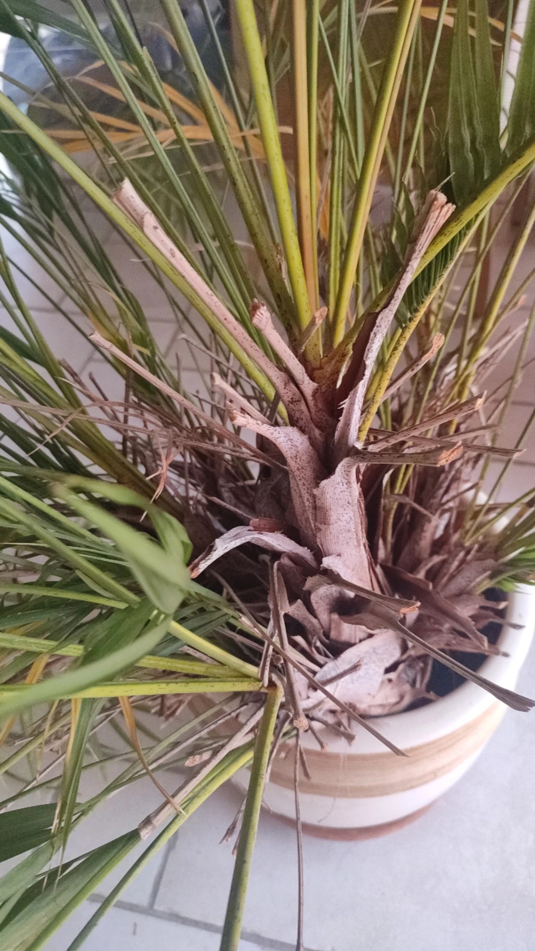 Wie behandelt man die Krankheit Braune Flecken bei Goldfruchtpalme?