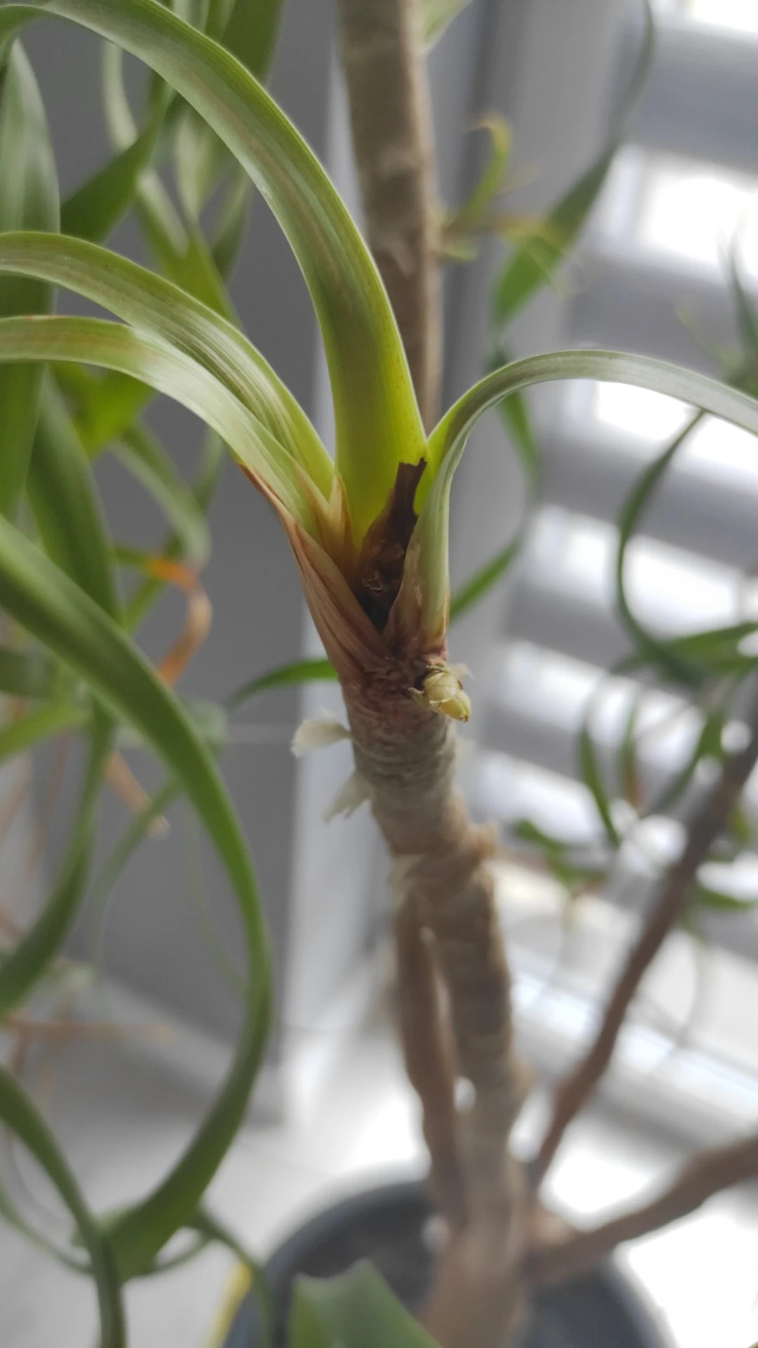 How to Treat Leaf blight Disease on Ponytail palm?
