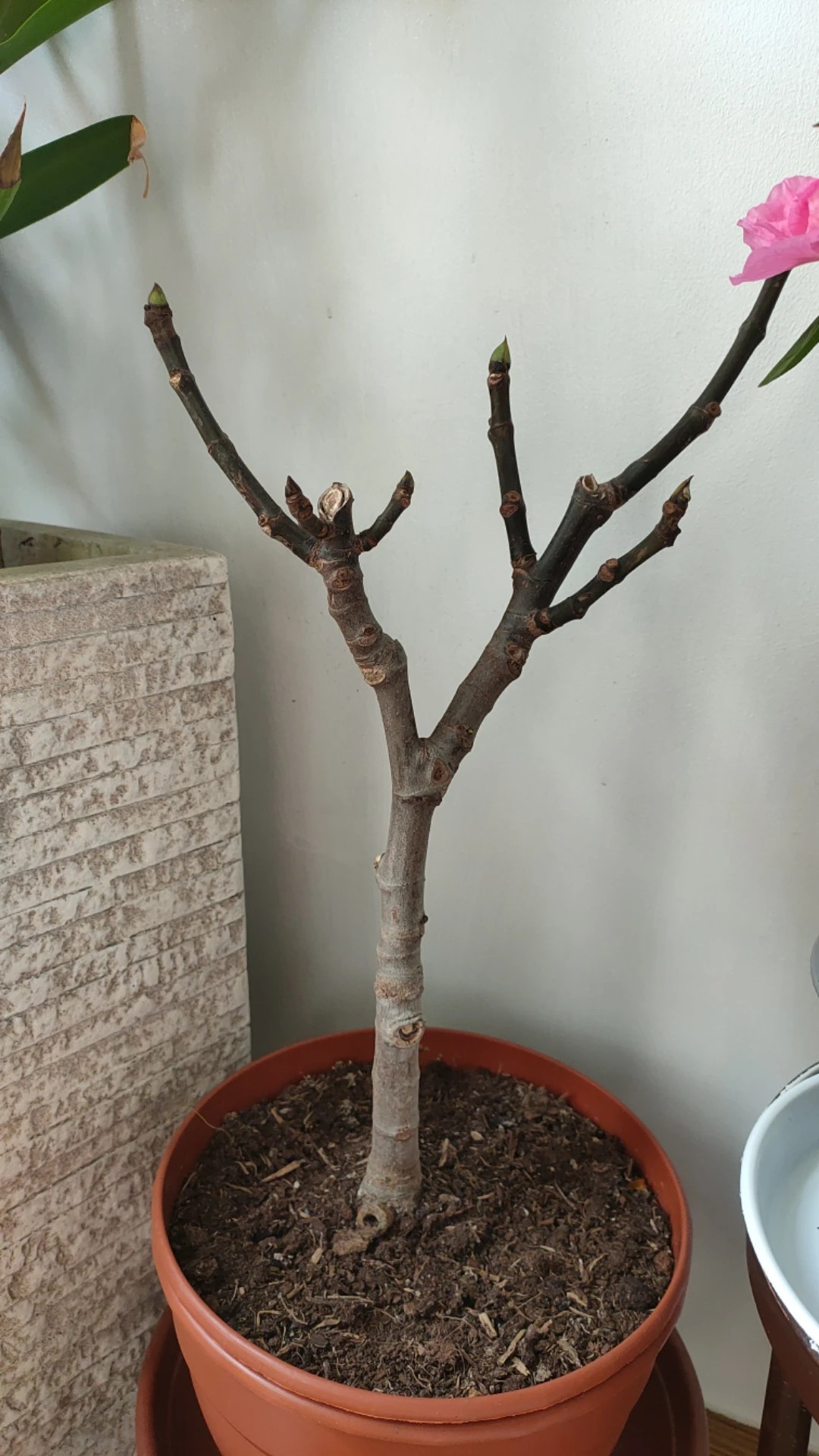 Wie behandelt man die Krankheit Braune Flecken bei Feigenbaum?