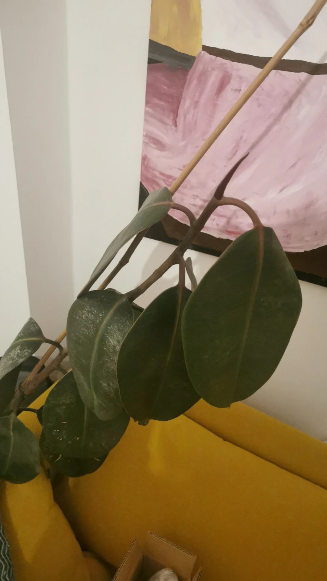 How to Treat Wilting Disease on Rubber tree?