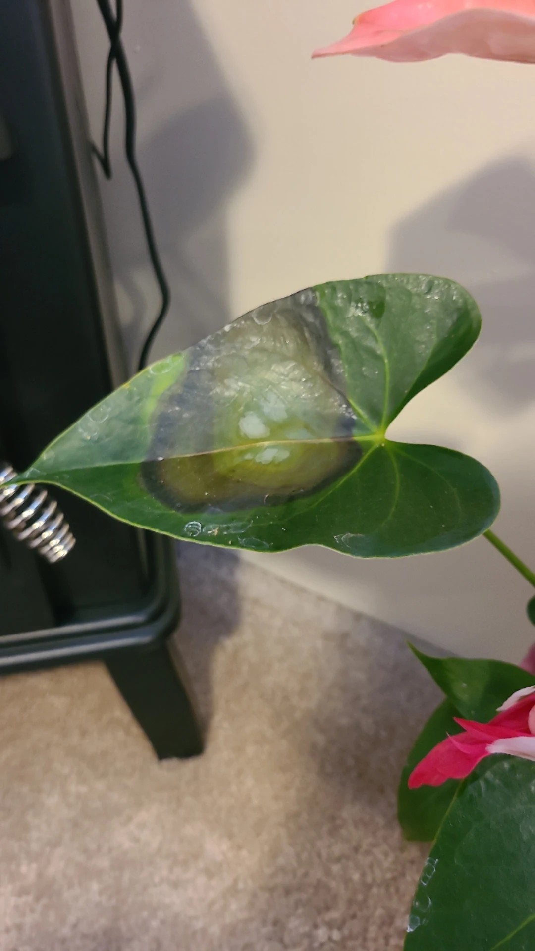 Come Trattare La Malattia Marciume Delle Foglie Su Peperomia - Foto 8