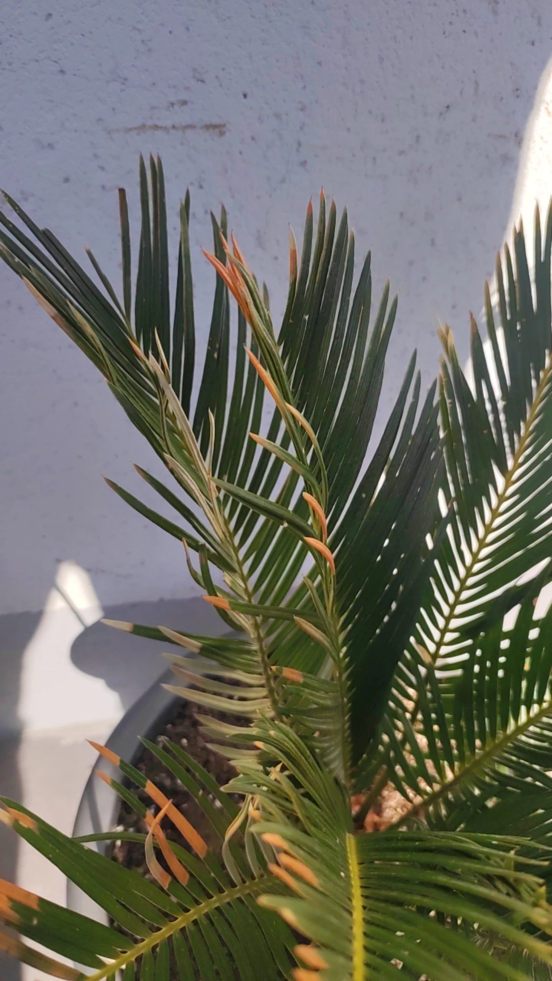 ソテツ（蘇鉄）の葉枯れ病の治療方法は？