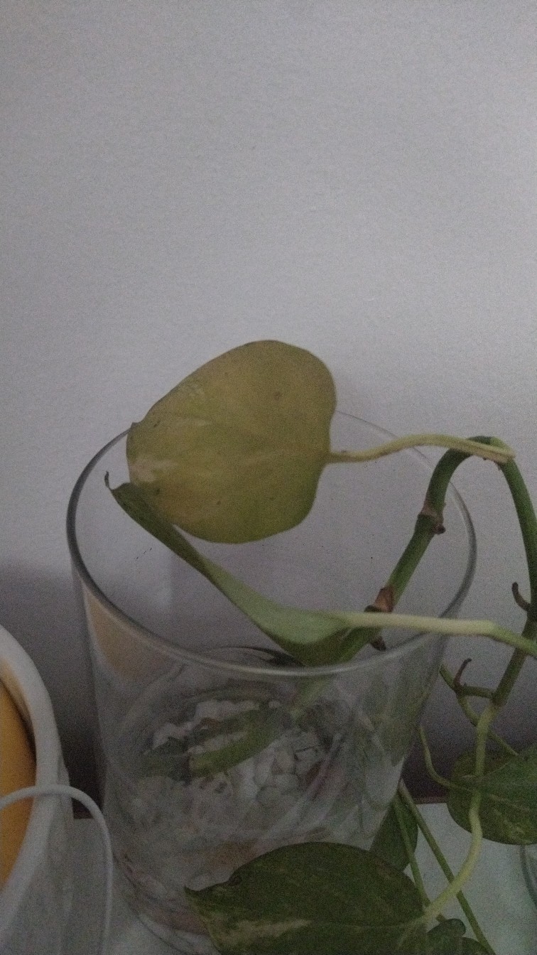 How to Treat Wilting Disease on Golden pothos?