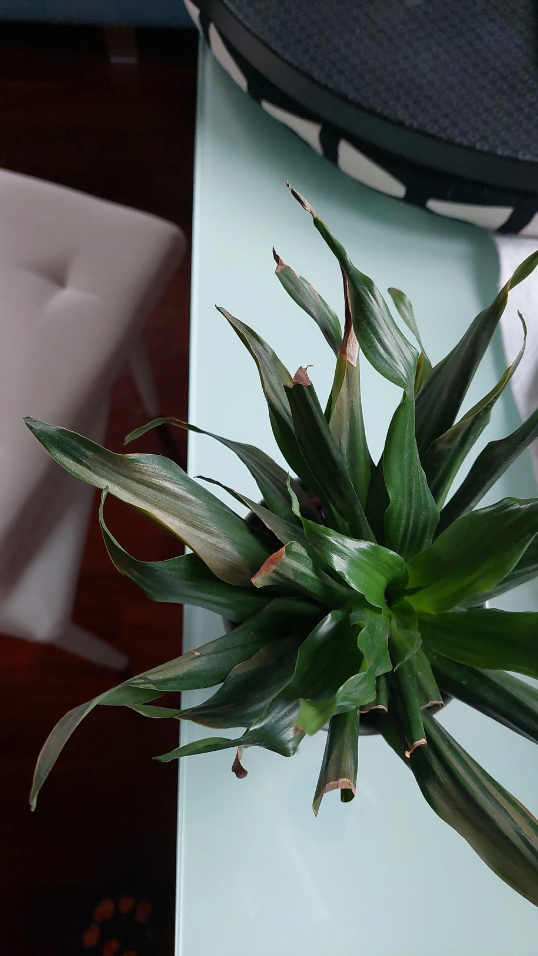 pflanze fensterblatt Monstera adansonii – Fensterblatt Zimmerpflanze main image 0