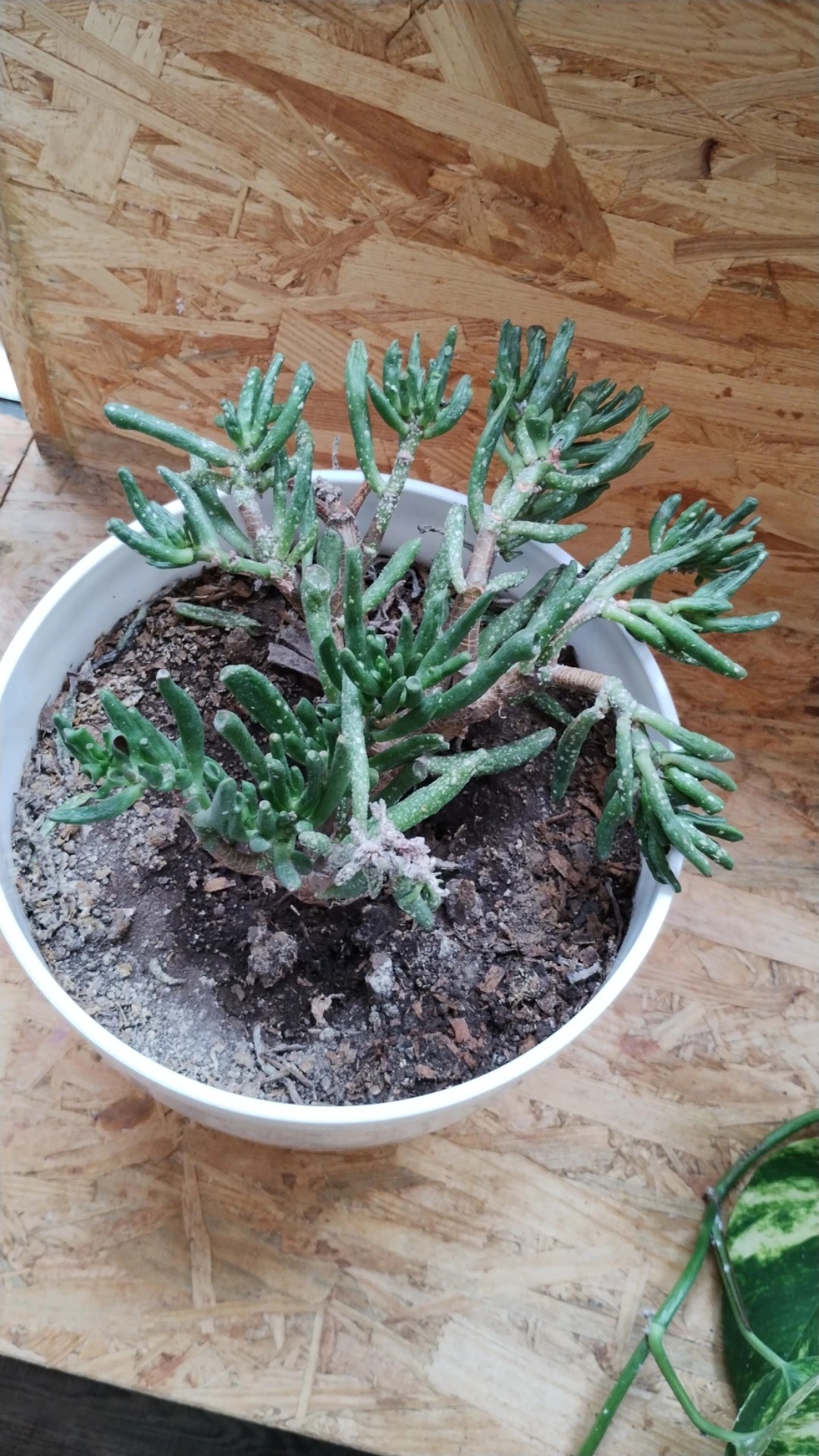 Comment traiter la maladie Flétrissement pour Crassula ovata ?, image size:1080x1920