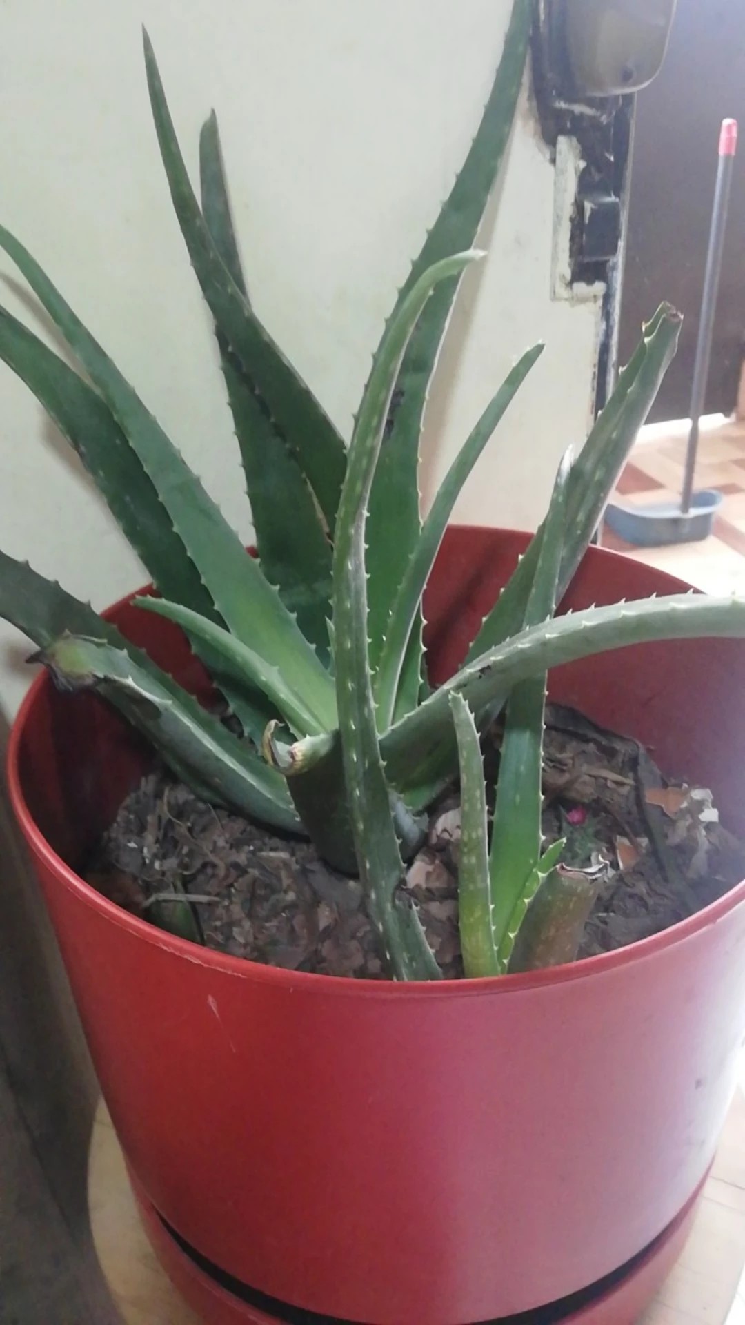 Wie behandelt man die Krankheit Braune Flecken bei Echte Aloe?