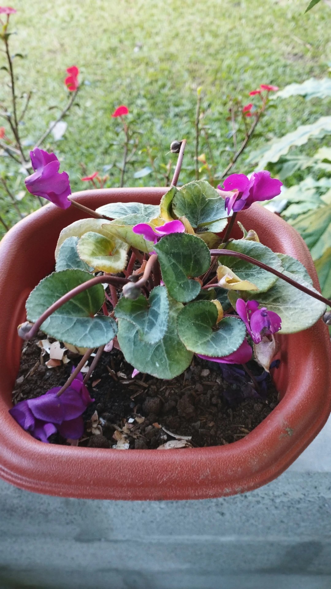 How to Treat flower wilting Disease on Persian cyclamen?