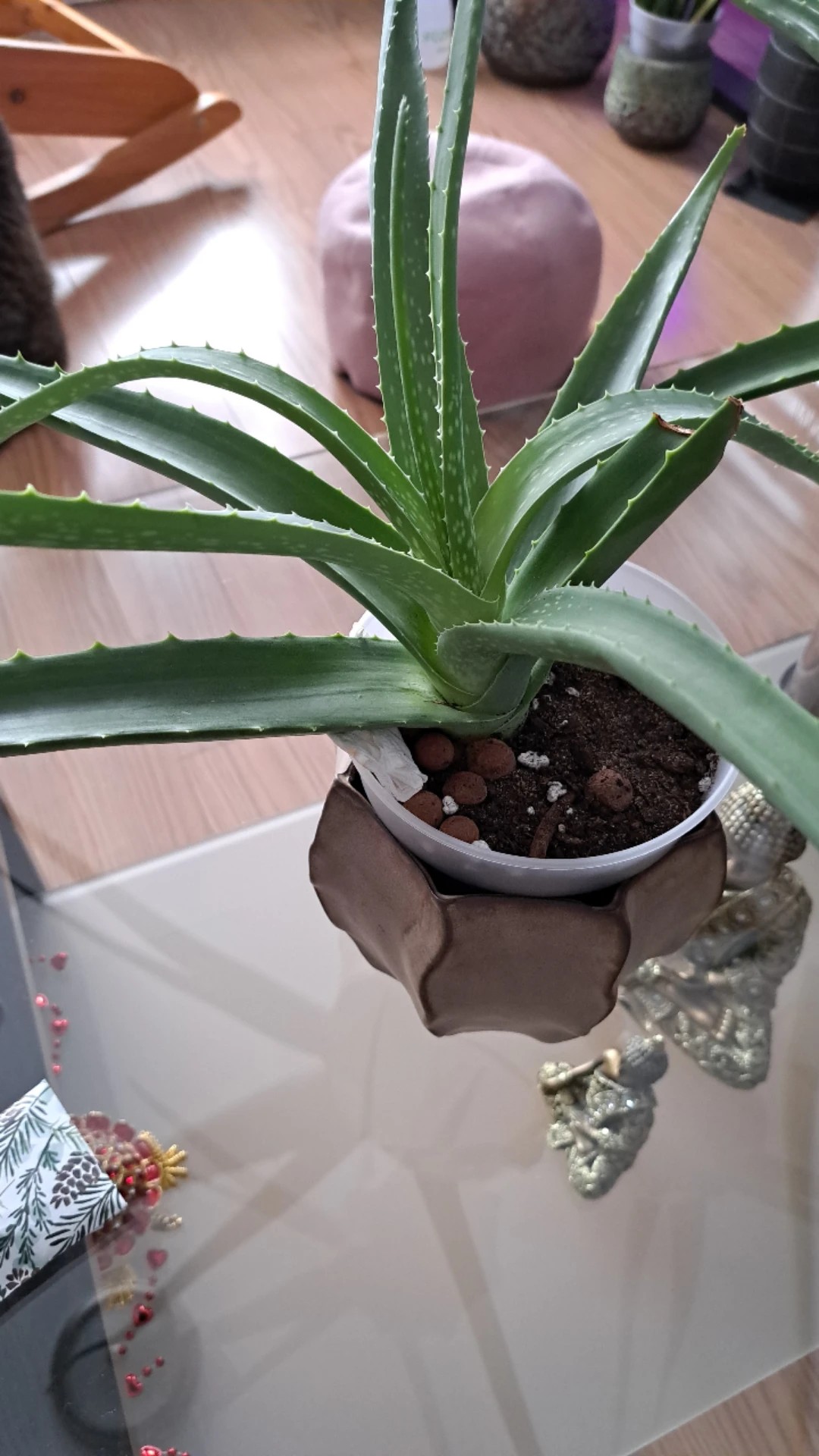 Wie behandelt man die Krankheit Braune Flecken bei Echte Aloe?