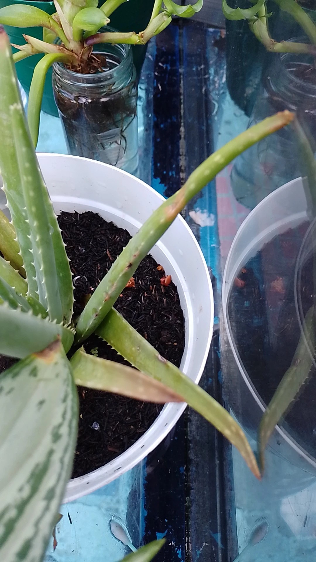 Wie behandelt man die Krankheit Braune Flecken bei Echte Aloe?