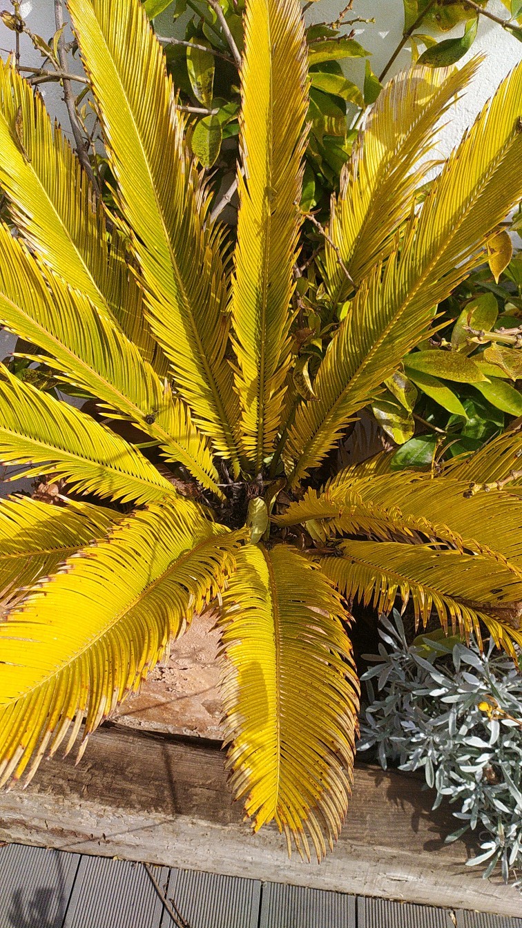 ソテツ（蘇鉄）の葉枯れ病の治療方法は？