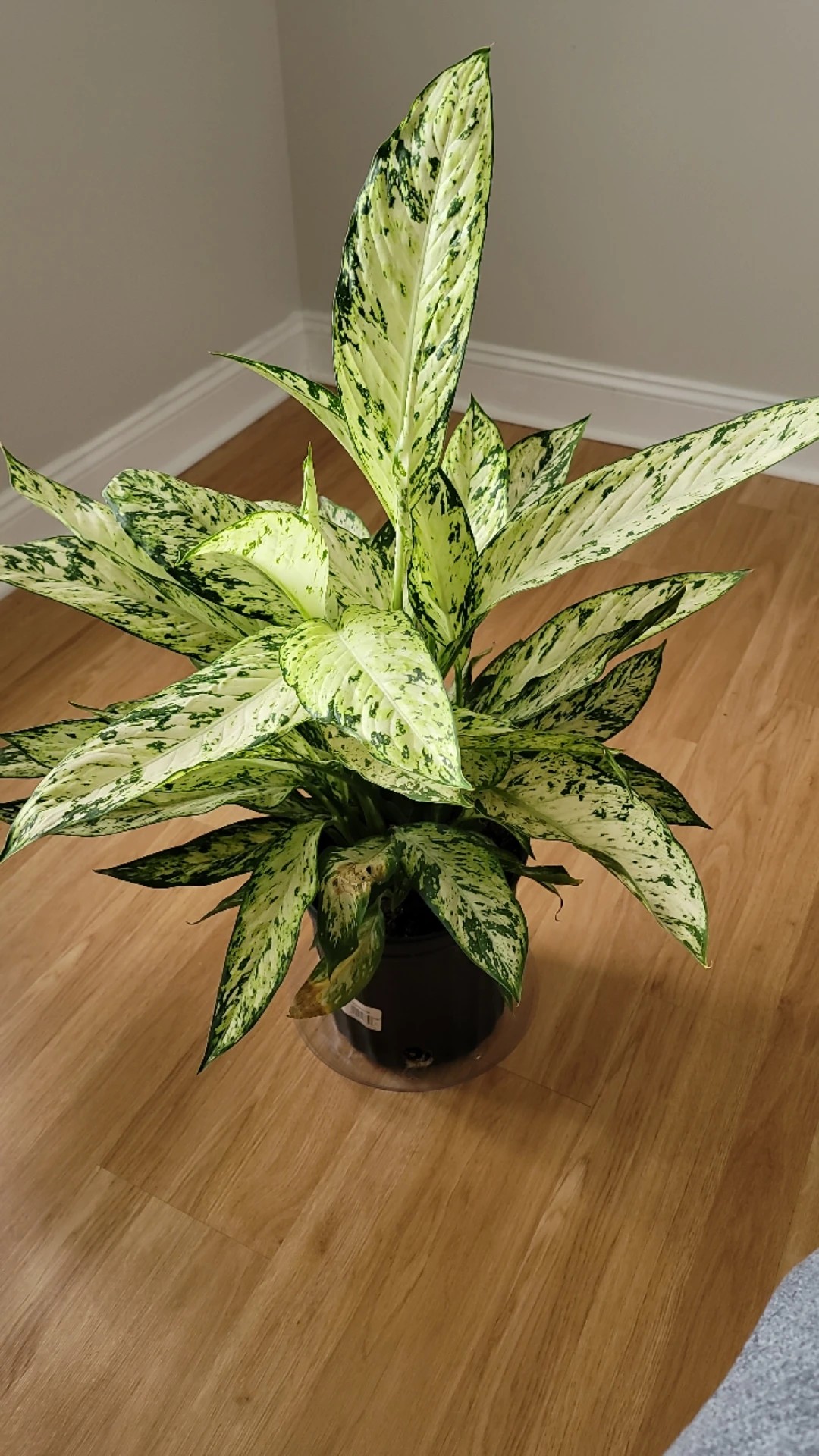 How to Treat Leaf rot Disease on Dieffenbachia?