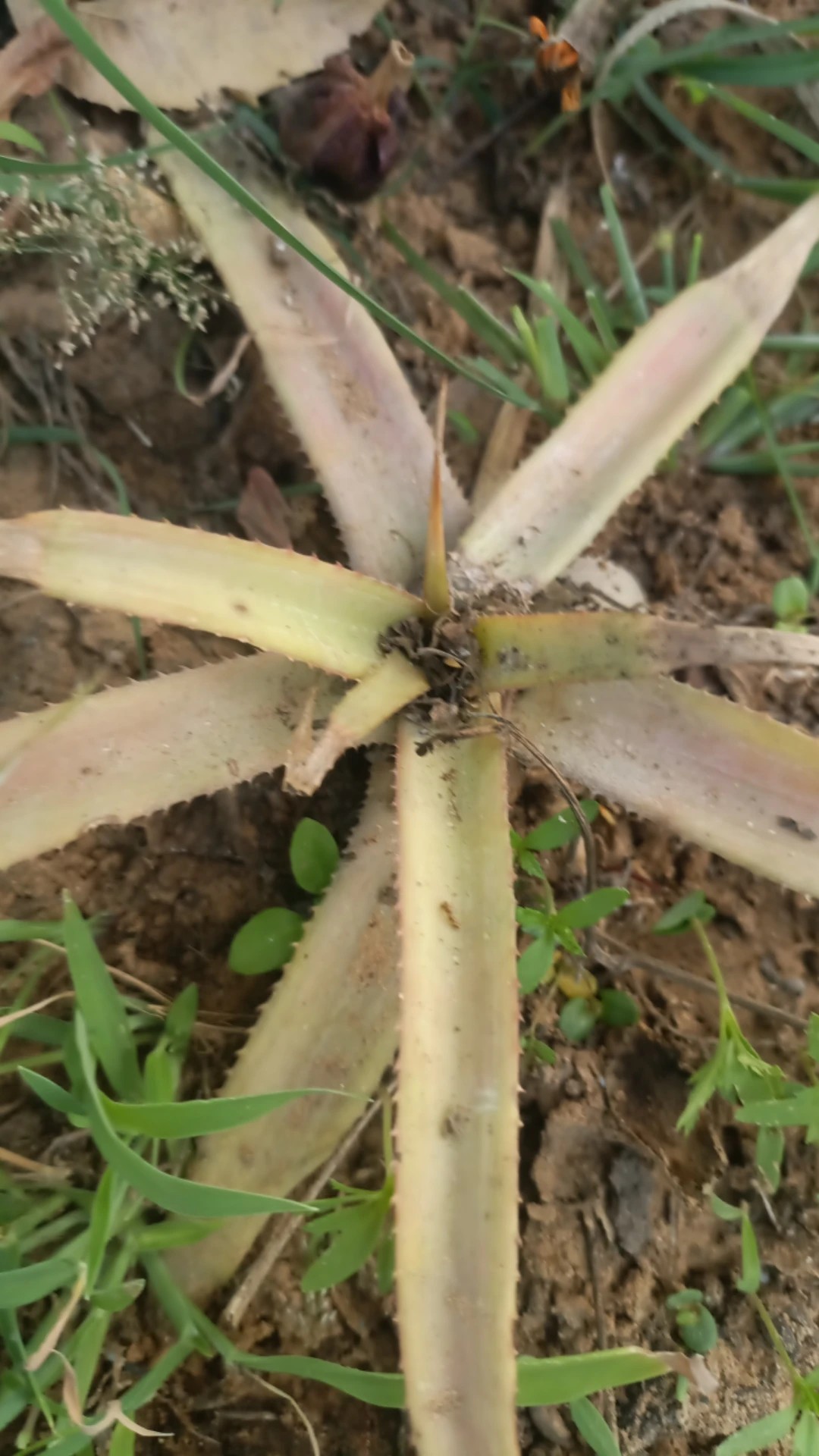 How to Treat Leaf yellowing Disease on Pineapple?