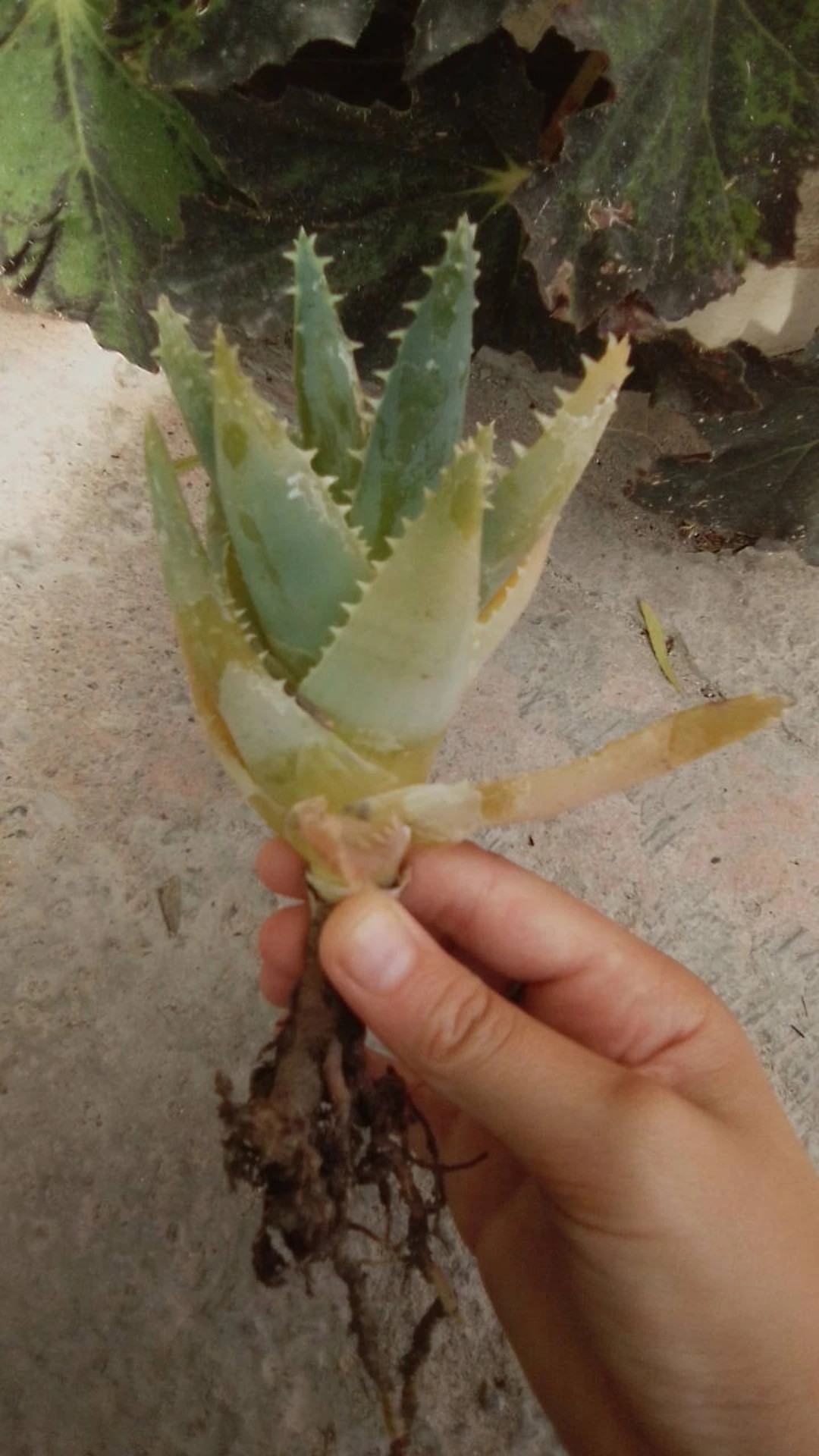 Cmo tratar la enfermedad Podredumbre blanda en Aloe vera?