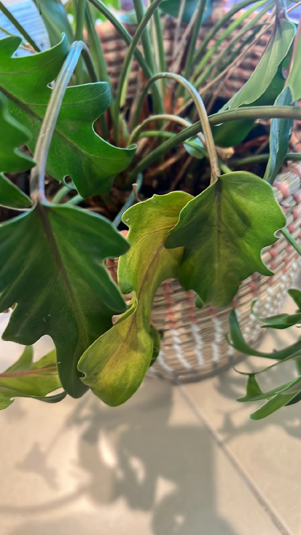 Wie behandelt man die Krankheit Blattfule bei Philodendron Xanadu?