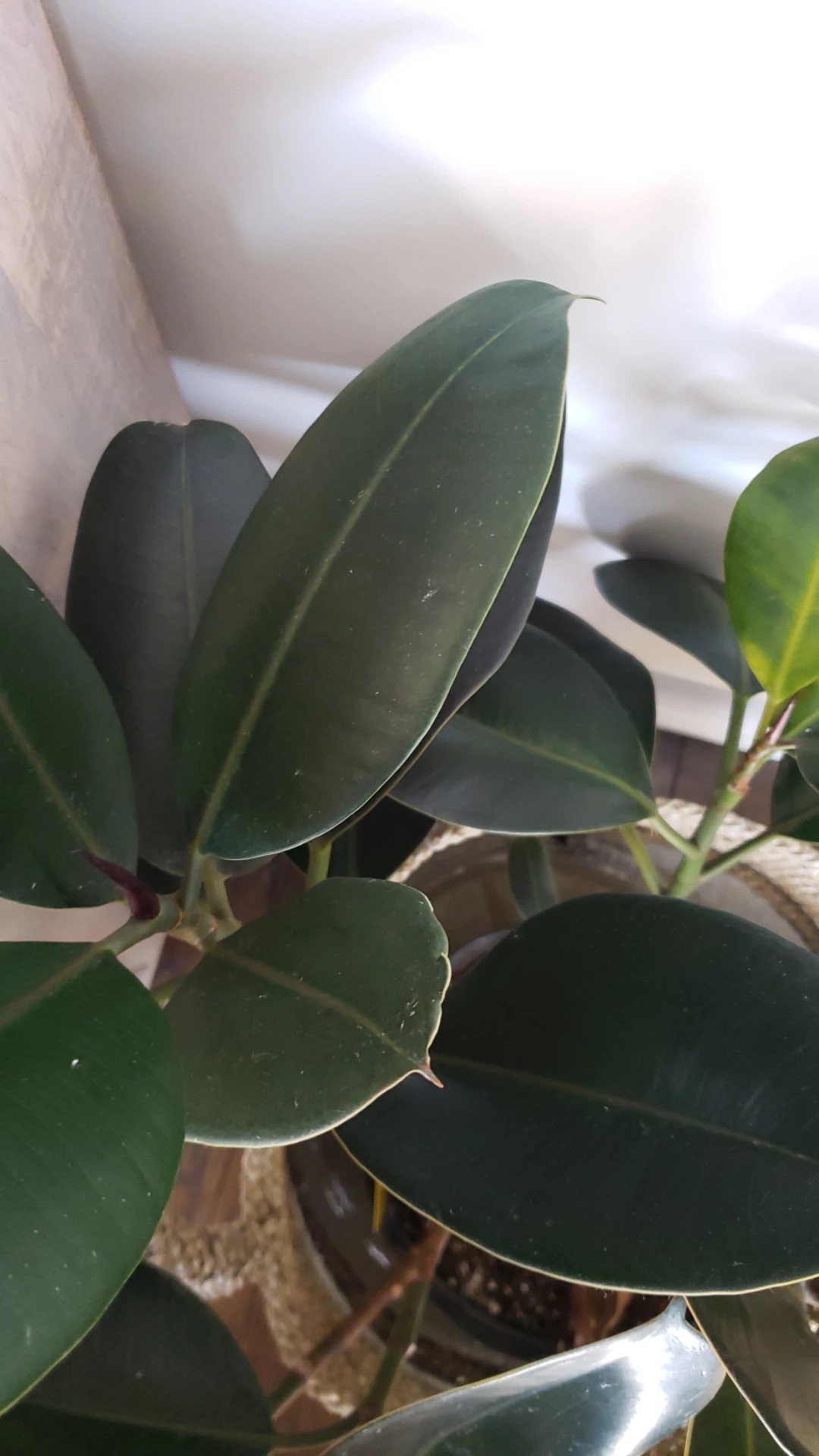 gummibaum schatten Gummibaum XL | Ficus elastica main image 0