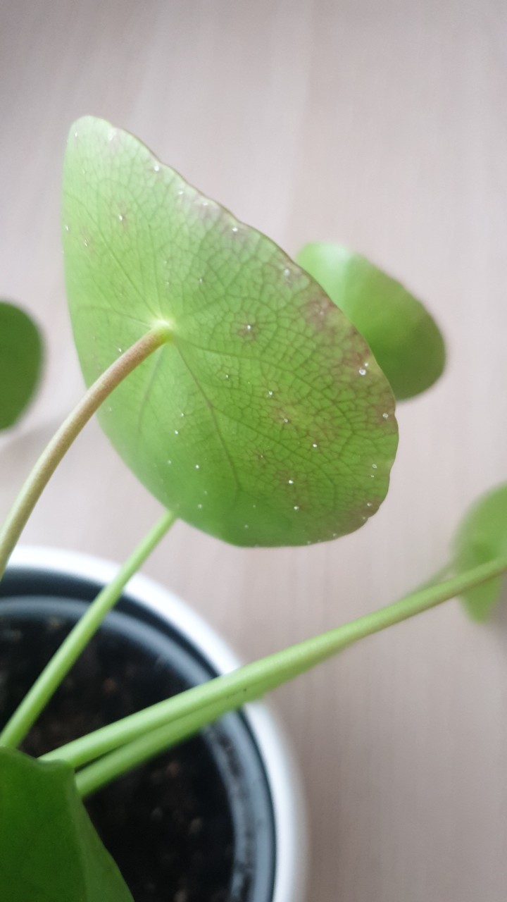 How to Treat Brown blotch Disease on Chinese money plant?