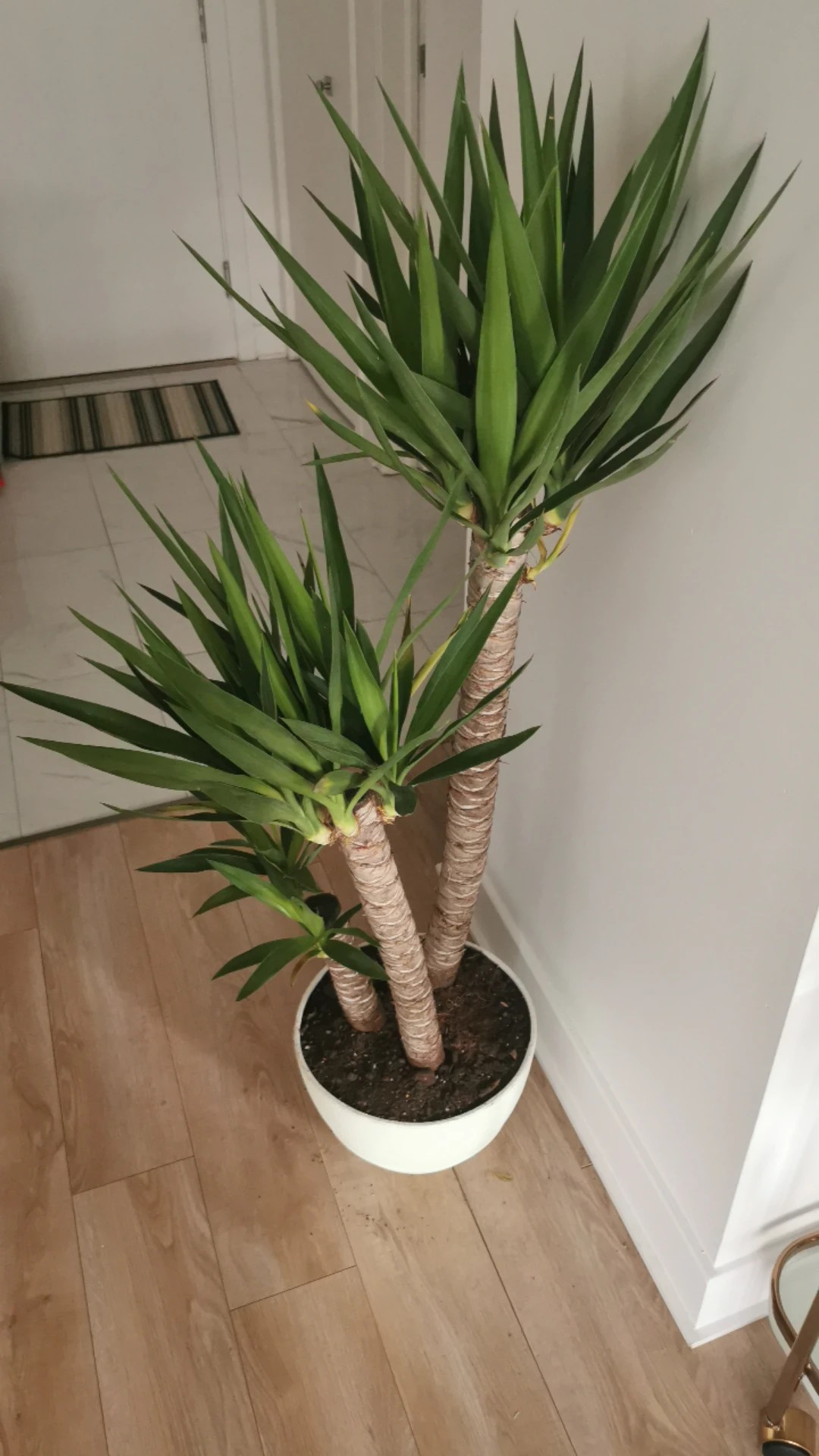 sansevieria diamond flame Sansevieria 'Silver Flame'