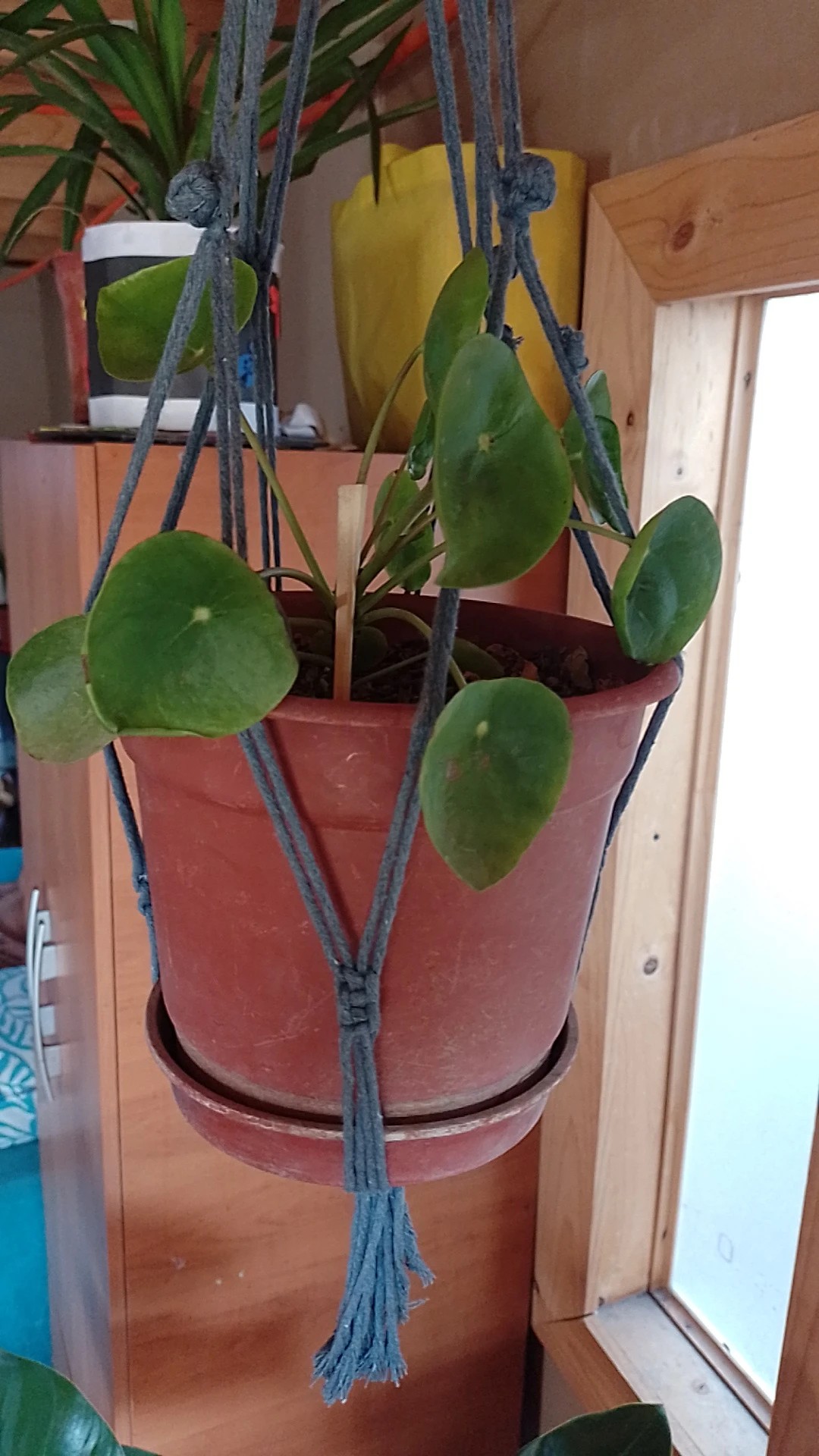 swiss cheese plant near me Monstera adansonii (Adanson's Swiss Cheese Plant) – Verdant Yakima main image 0