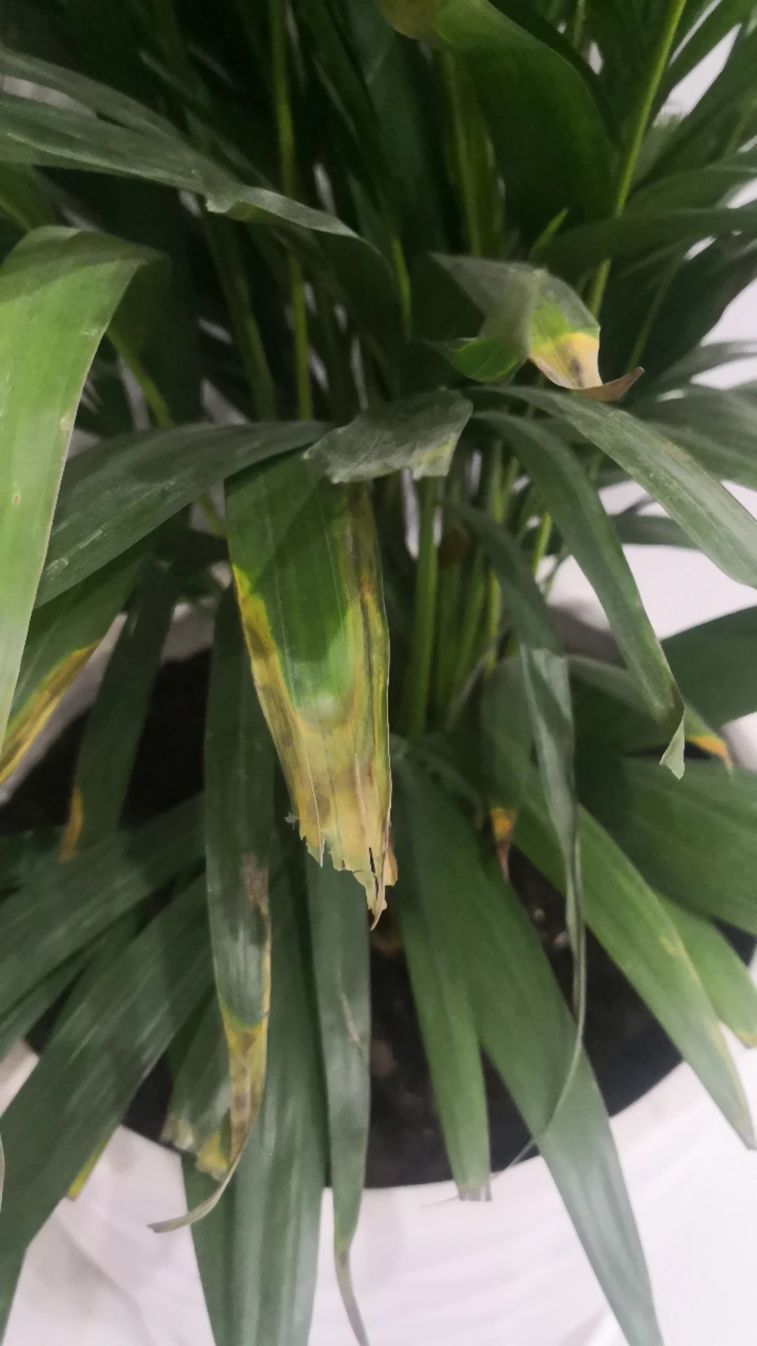 Wie behandelt man die Krankheit Braune Flecken bei Goldfruchtpalme?