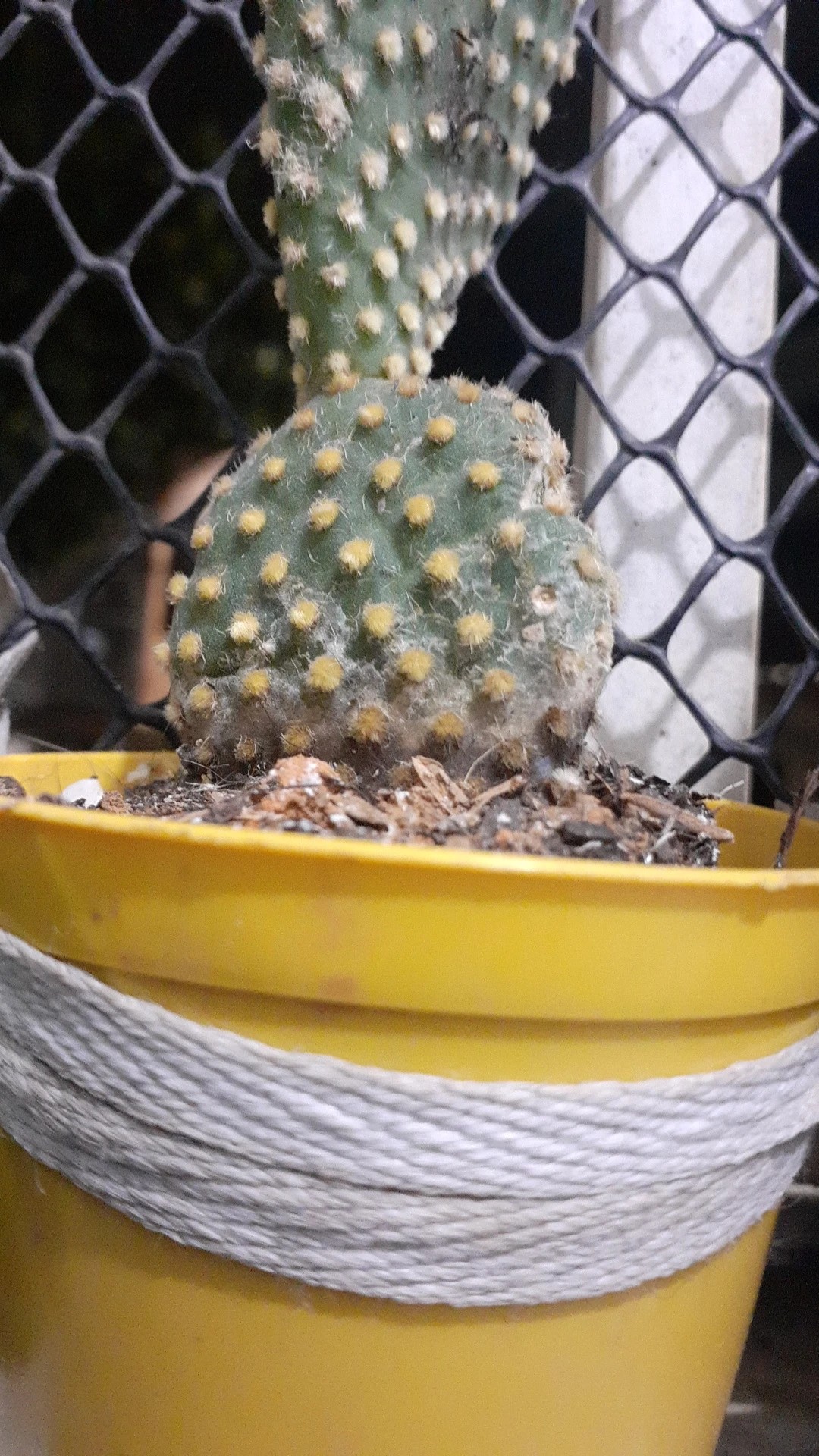 How to Treat flower wilting Disease on Angel'swings?