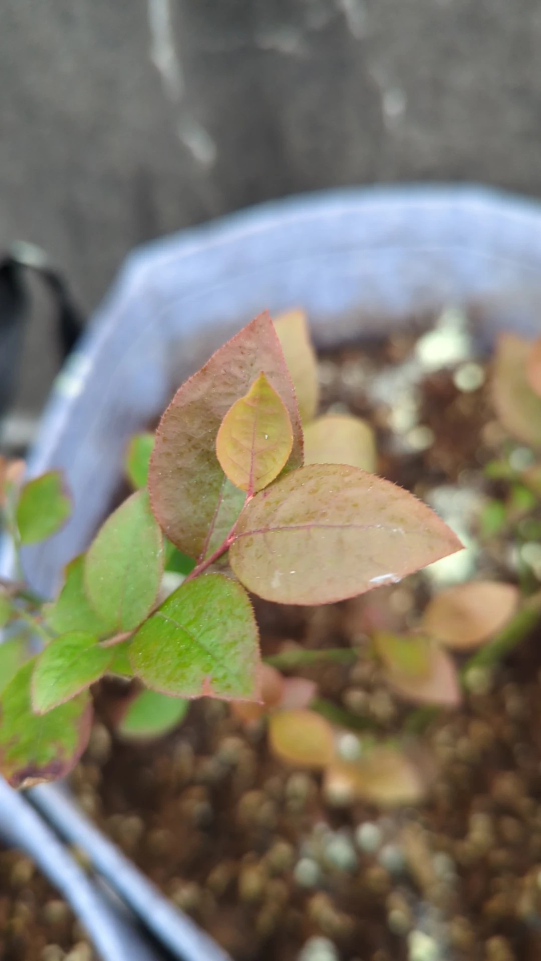 How to Treat Brown blotch Disease on Highbush blueberry?
