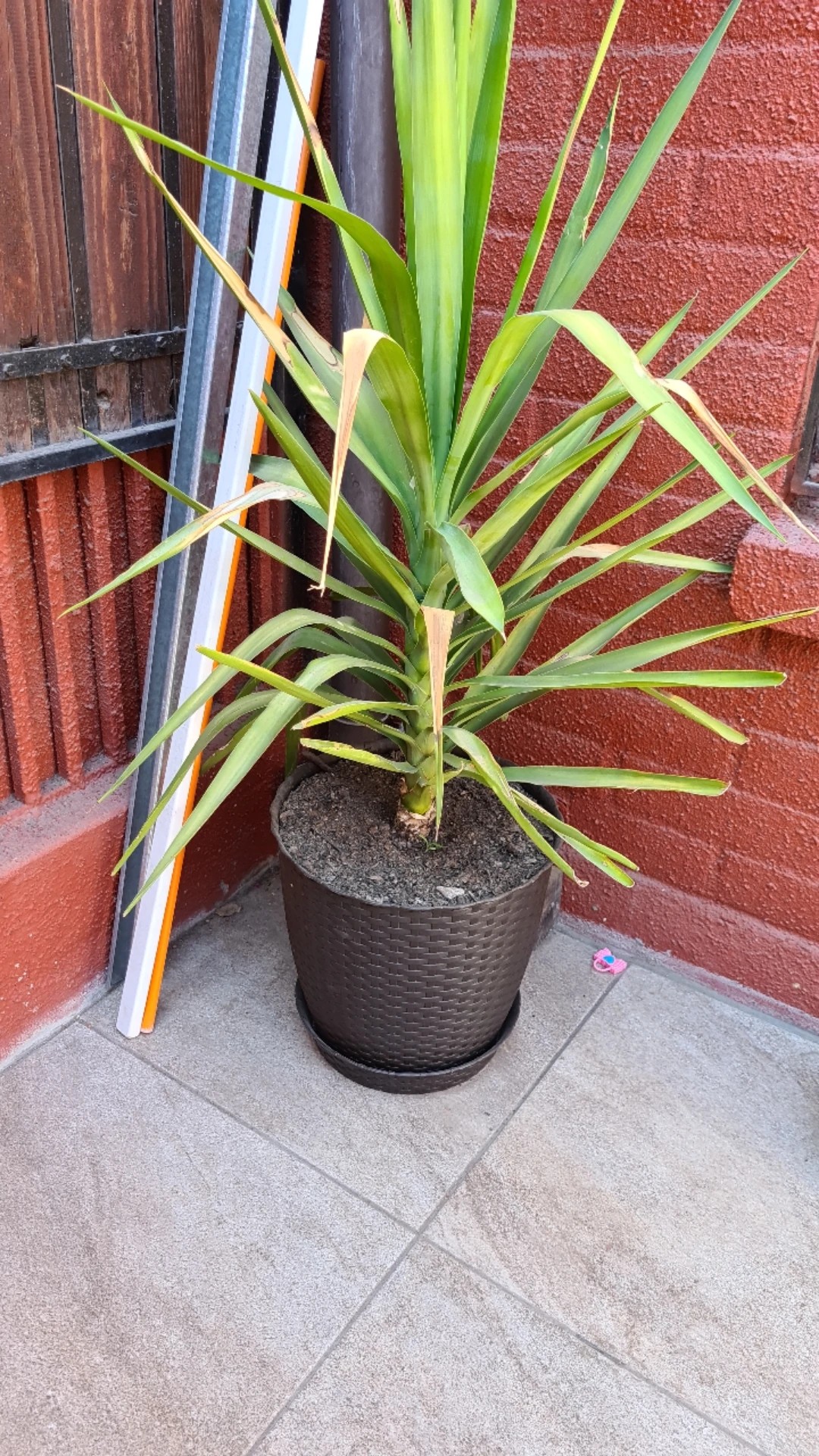 buy sansevieria 6