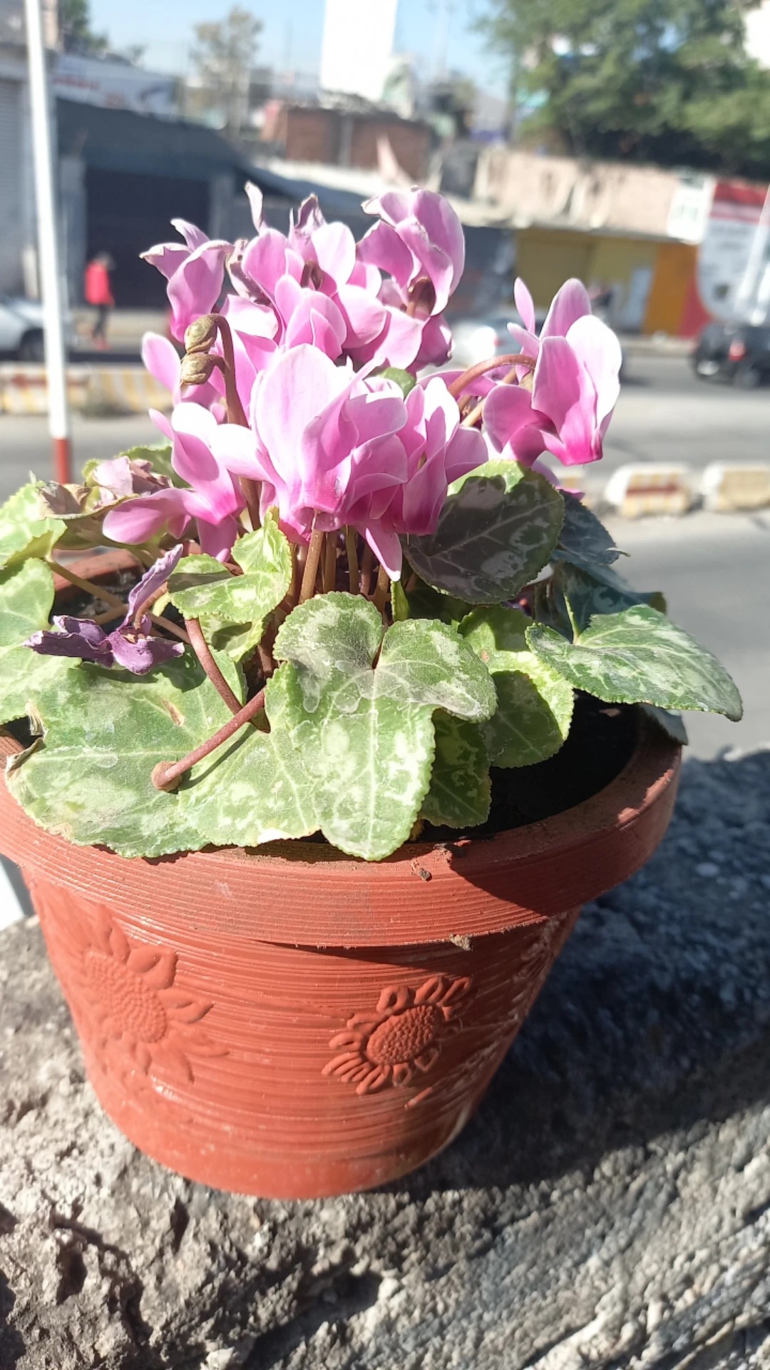 How to Treat flower wilting Disease on Persian cyclamen?