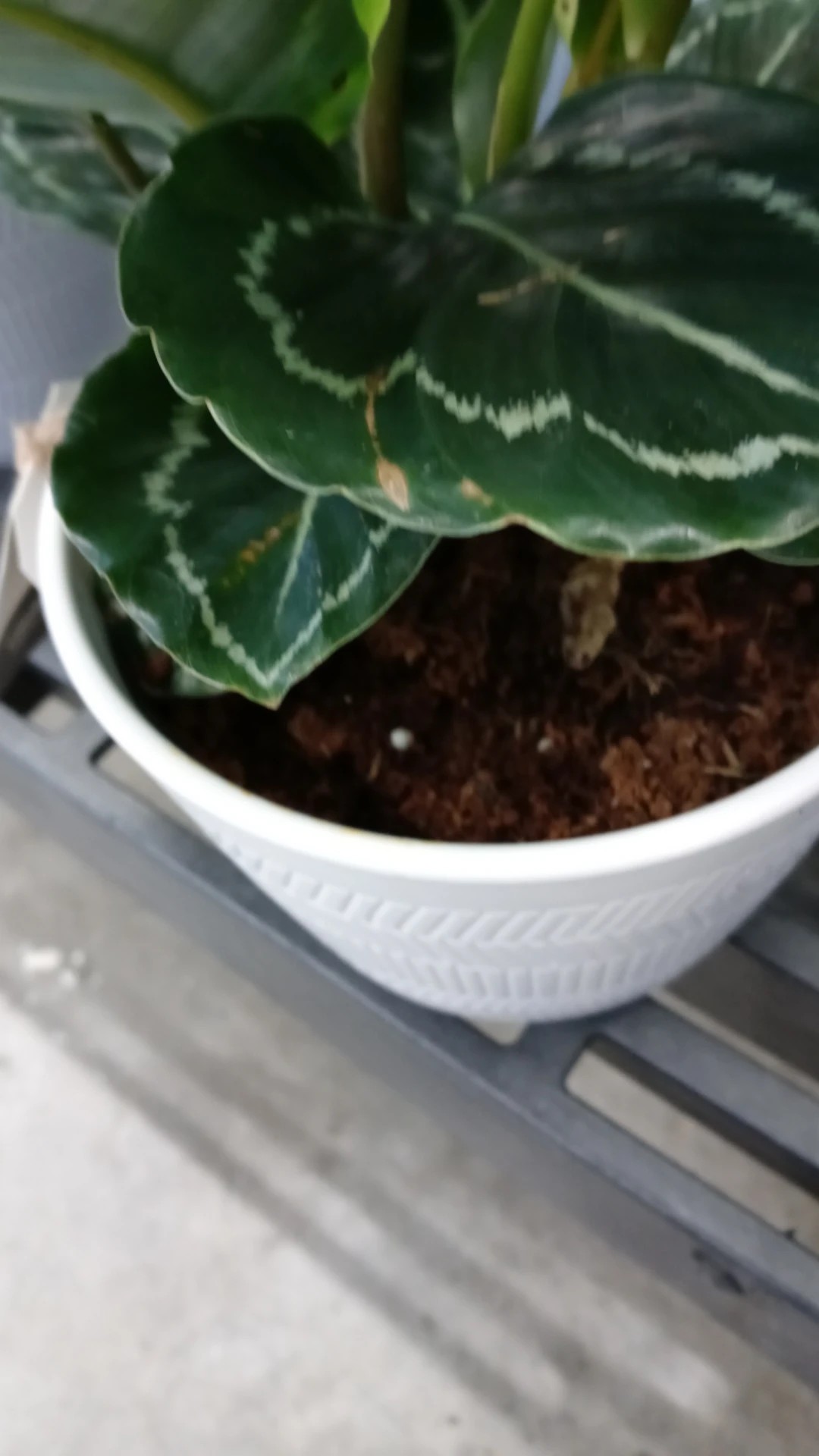Wie behandelt man die Krankheit Braune Flecken bei Goeppertia roseopicta?