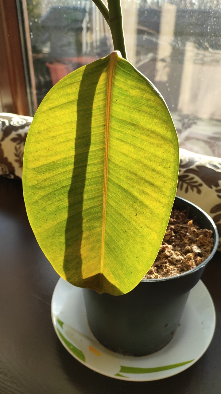 monstera fotos 6” Monstera 'Burle Marx Flame' – Canopy Plant Co main image 0